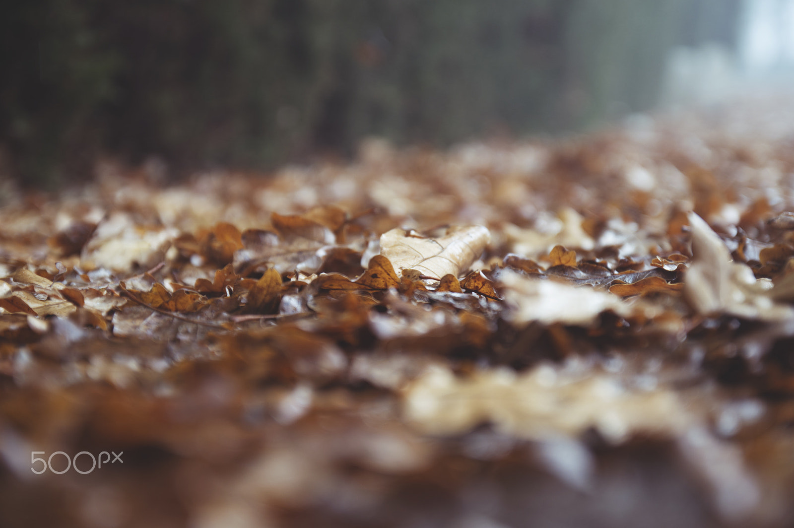 Nikon D3200 sample photo. Autumn photography