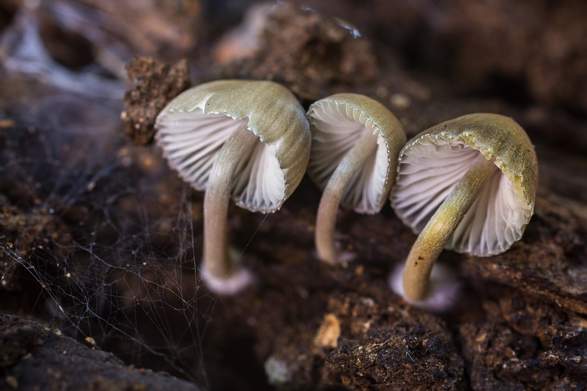 Canon EOS 60D + Sigma 50mm f/2.8 EX sample photo. Mycena sp photography