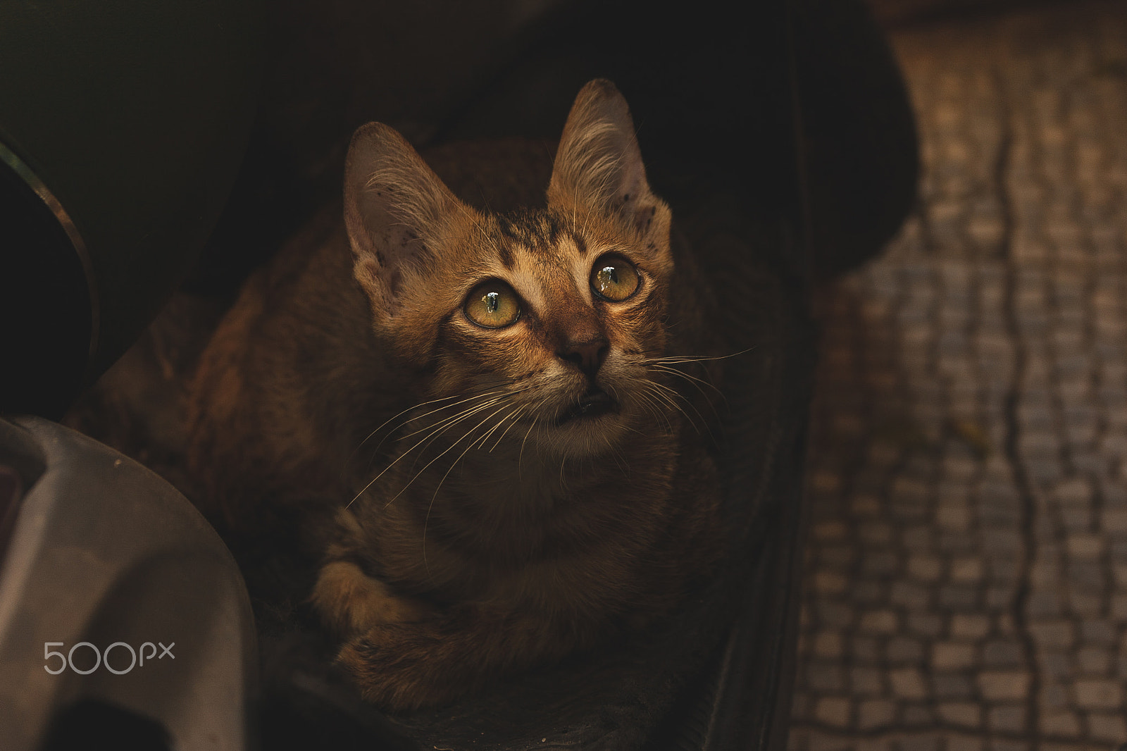 Canon EOS 40D sample photo. Cat's eyes photography