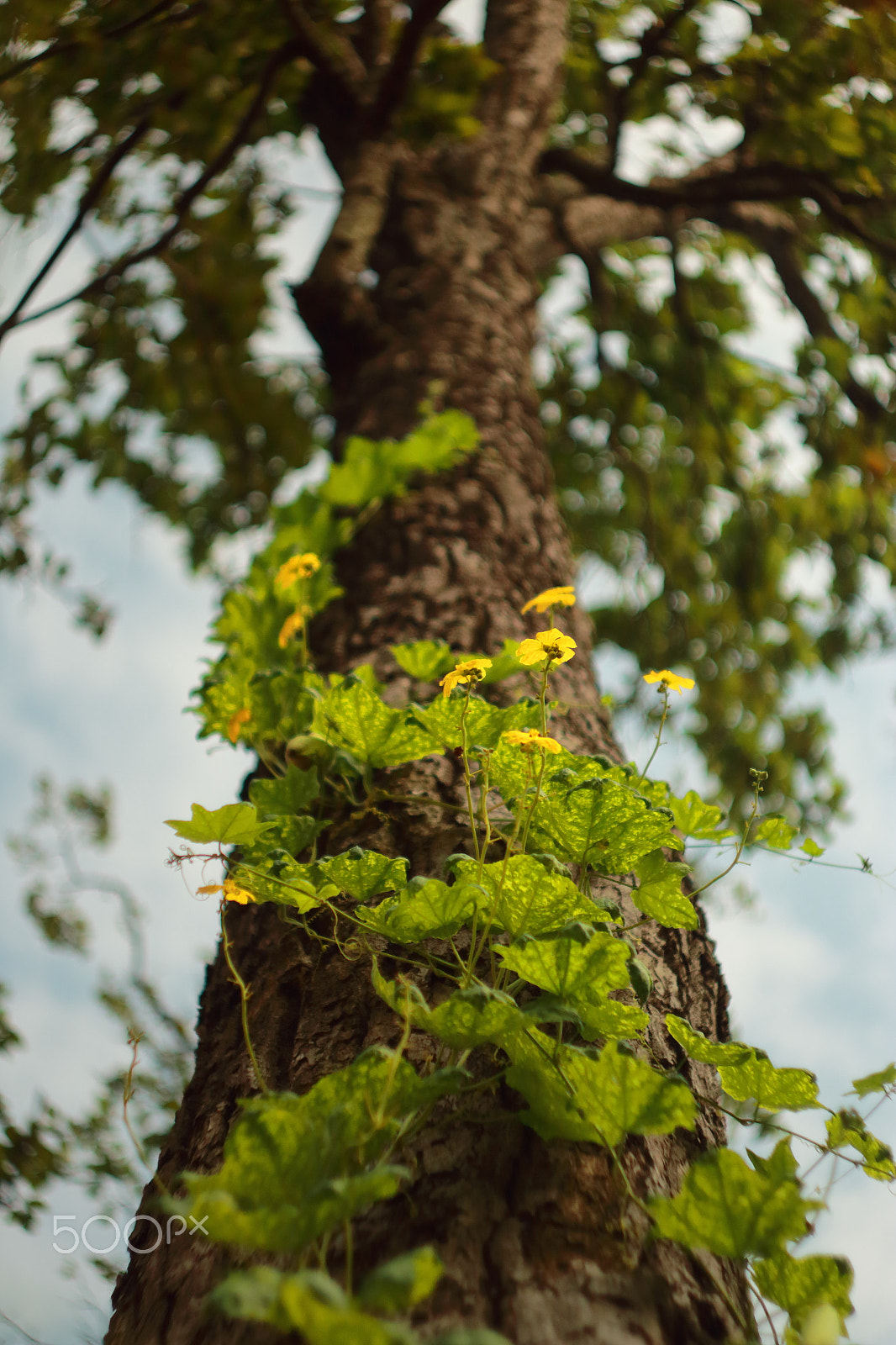 Canon EF 35-80mm f/4-5.6 sample photo. Creep on... photography