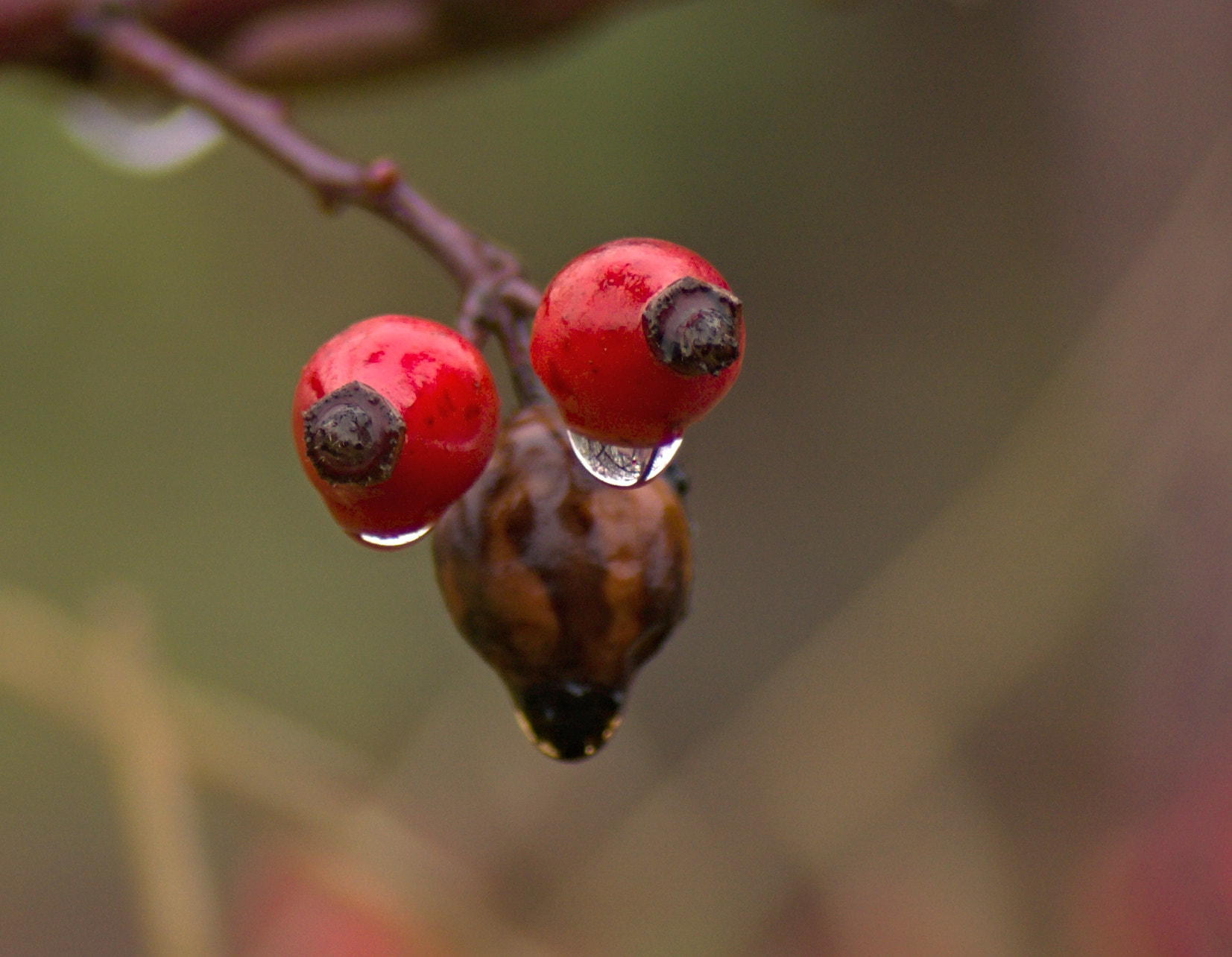 Sony ILCA-77M2 + Tamron SP AF 90mm F2.8 Di Macro sample photo. Autumn photography