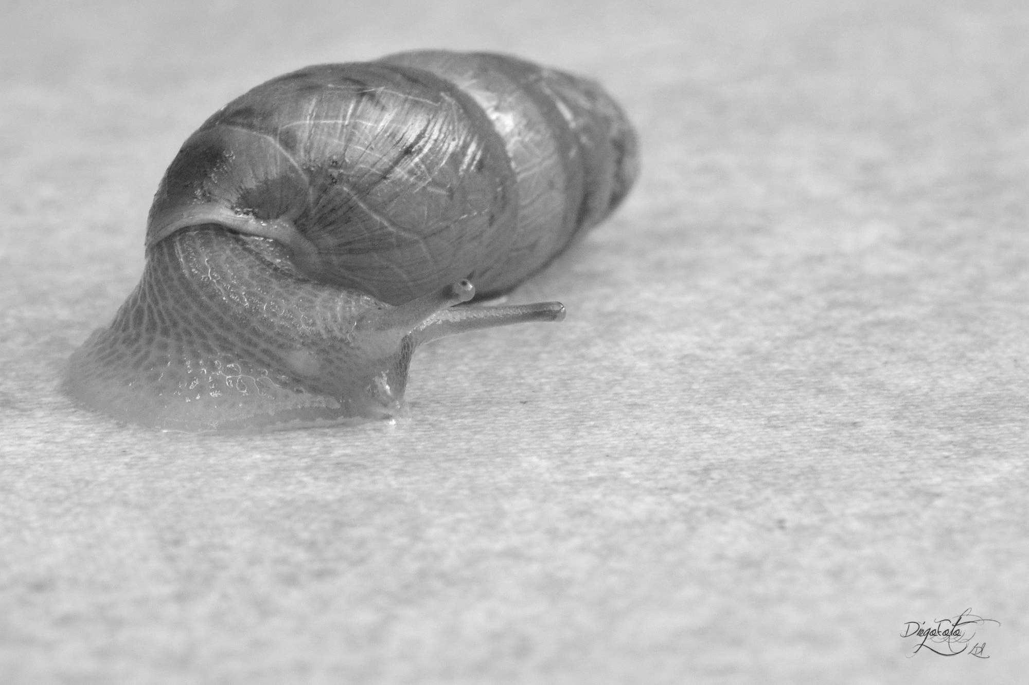 Nikon 1 V2 sample photo. Caracol de excursión bn photography