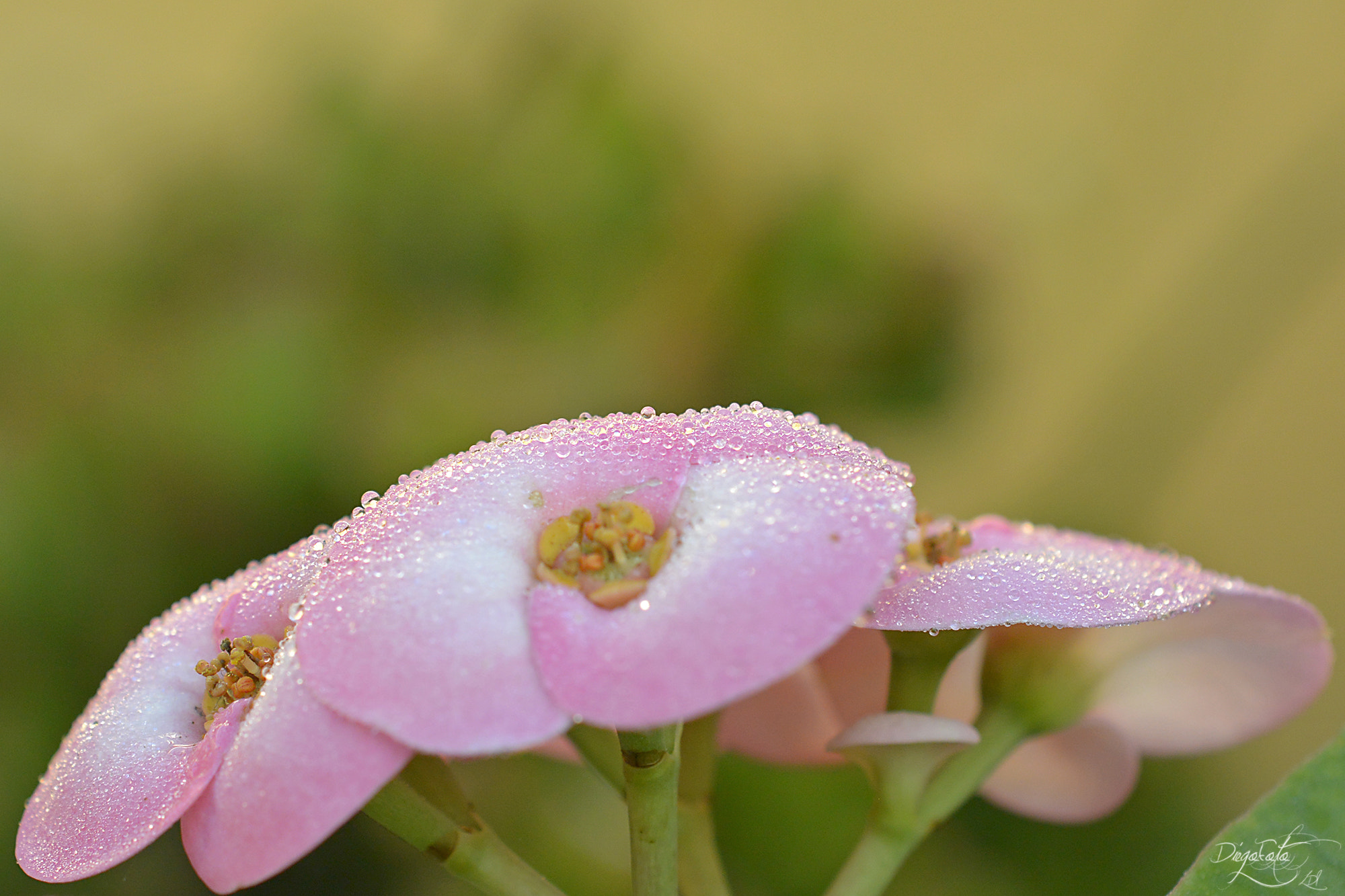 40mm f/2.8G sample photo. Gotas sobre euphorbia milii o corona de cristo... photography