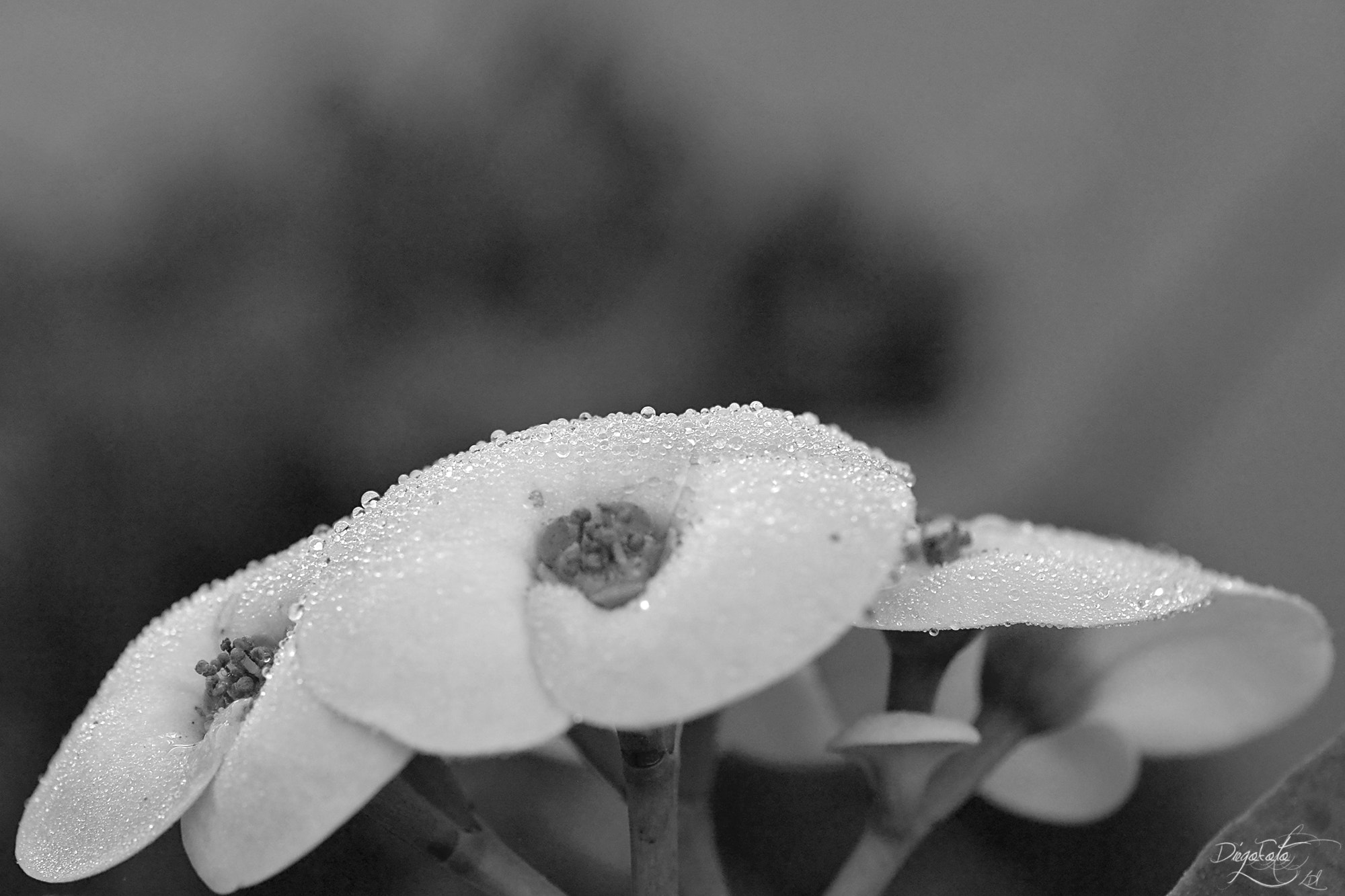 40mm f/2.8G sample photo. Gotas sobre euphorbia milii o corona de cristo...bn photography