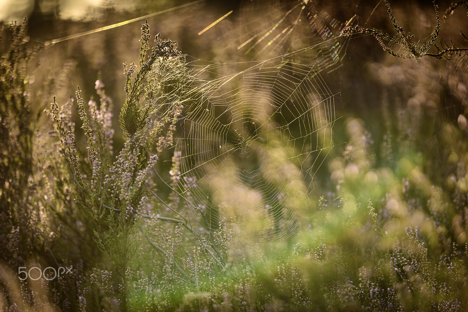 AF-S Zoom-Nikkor 80-200mm f/2.8D IF-ED sample photo. The web photography