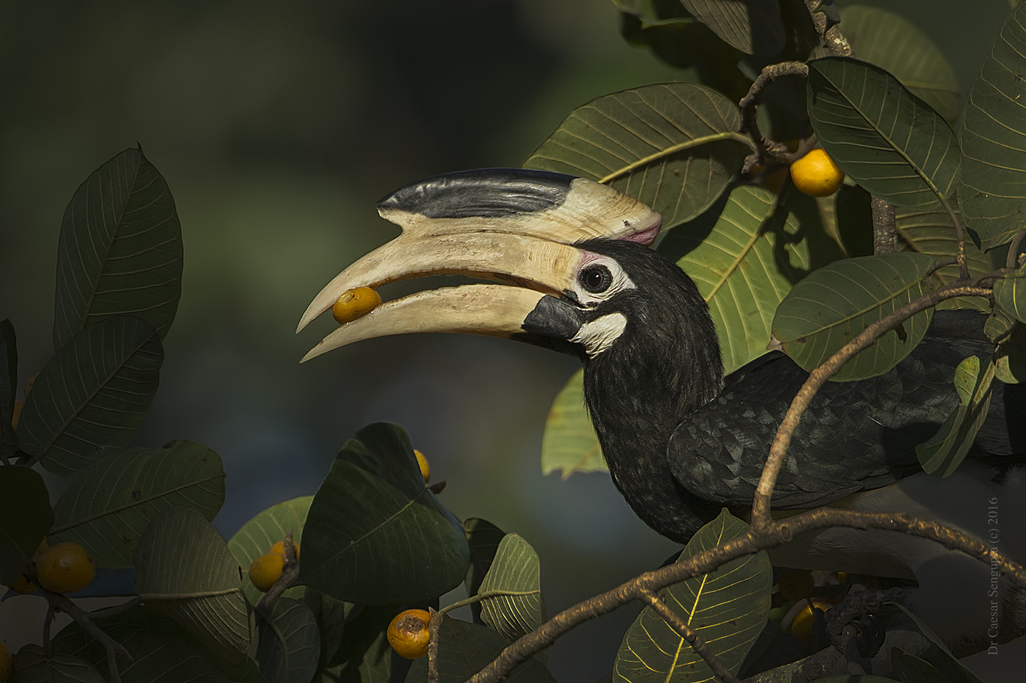 Canon EF 500mm F4L IS USM sample photo. Malabar pied hornbill photography