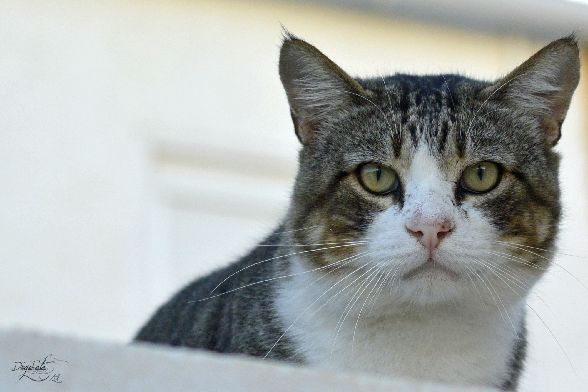 Nikon 1 V2 sample photo. El felino me observa photography