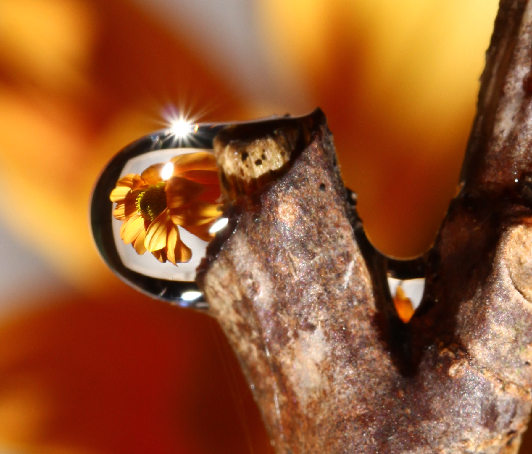 Canon EF-S 60mm F2.8 Macro USM sample photo. Img photography