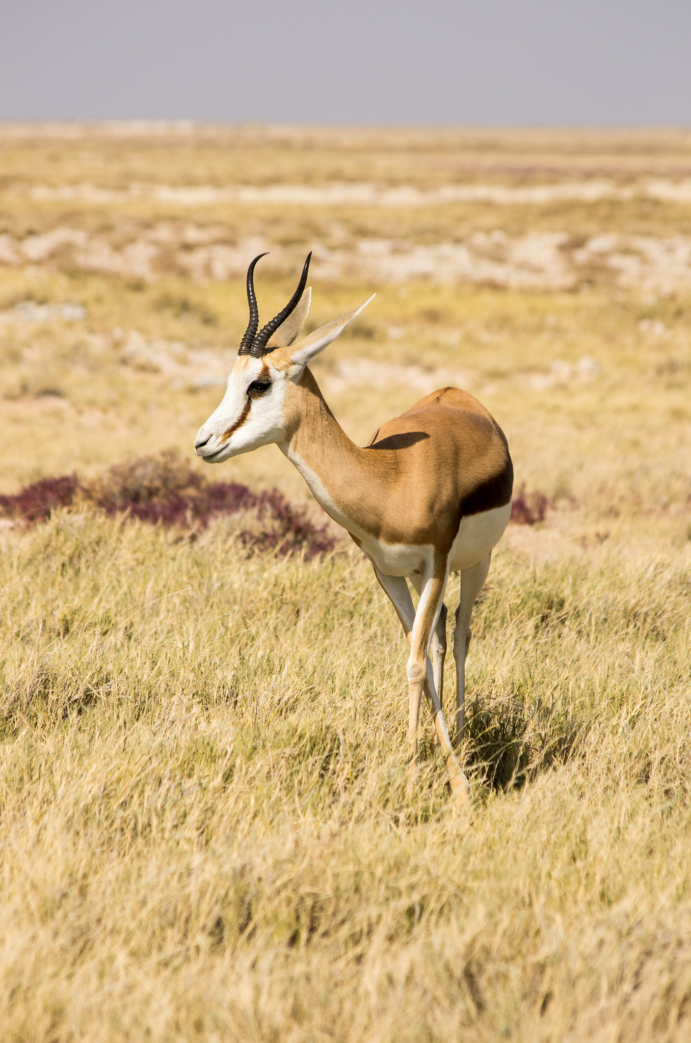 Pentax smc DA 55-300mm F4.0-5.8 ED sample photo. Namibia springbock photography