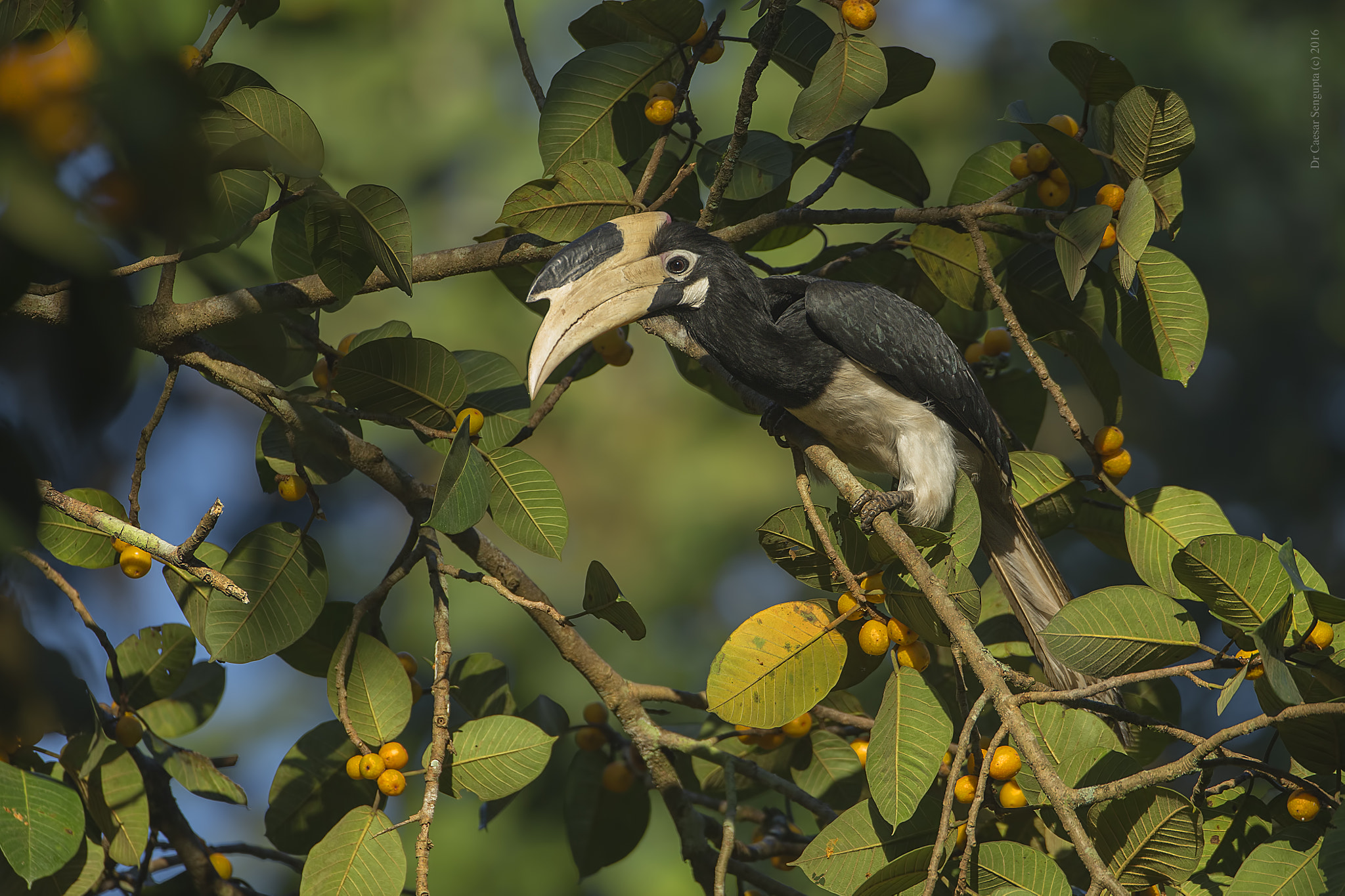 Canon EF 500mm F4L IS USM sample photo. Malabar pied hornbill photography