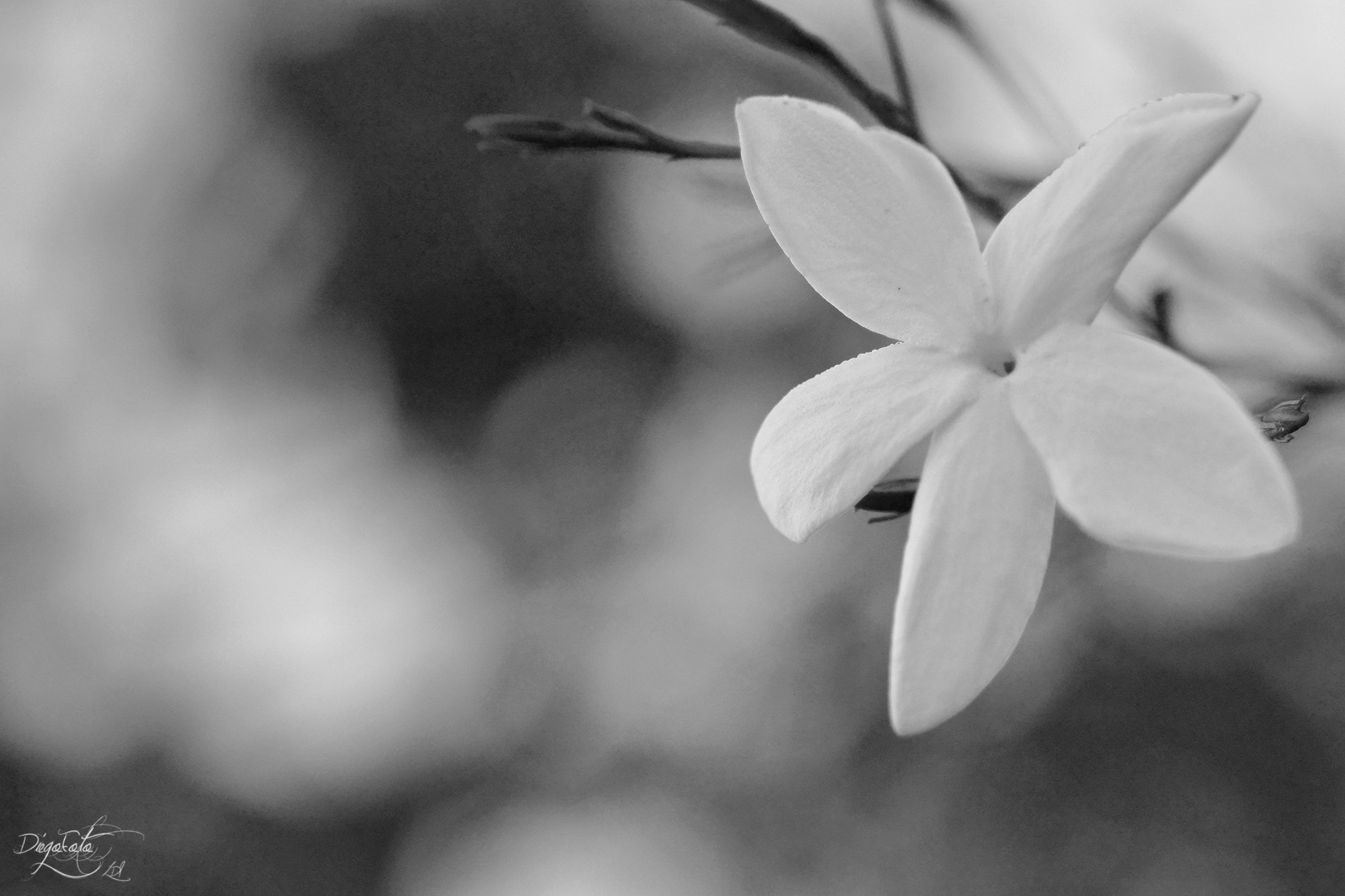 Nikon 1 V2 sample photo. Flor de jazmin (jasminum) bn photography