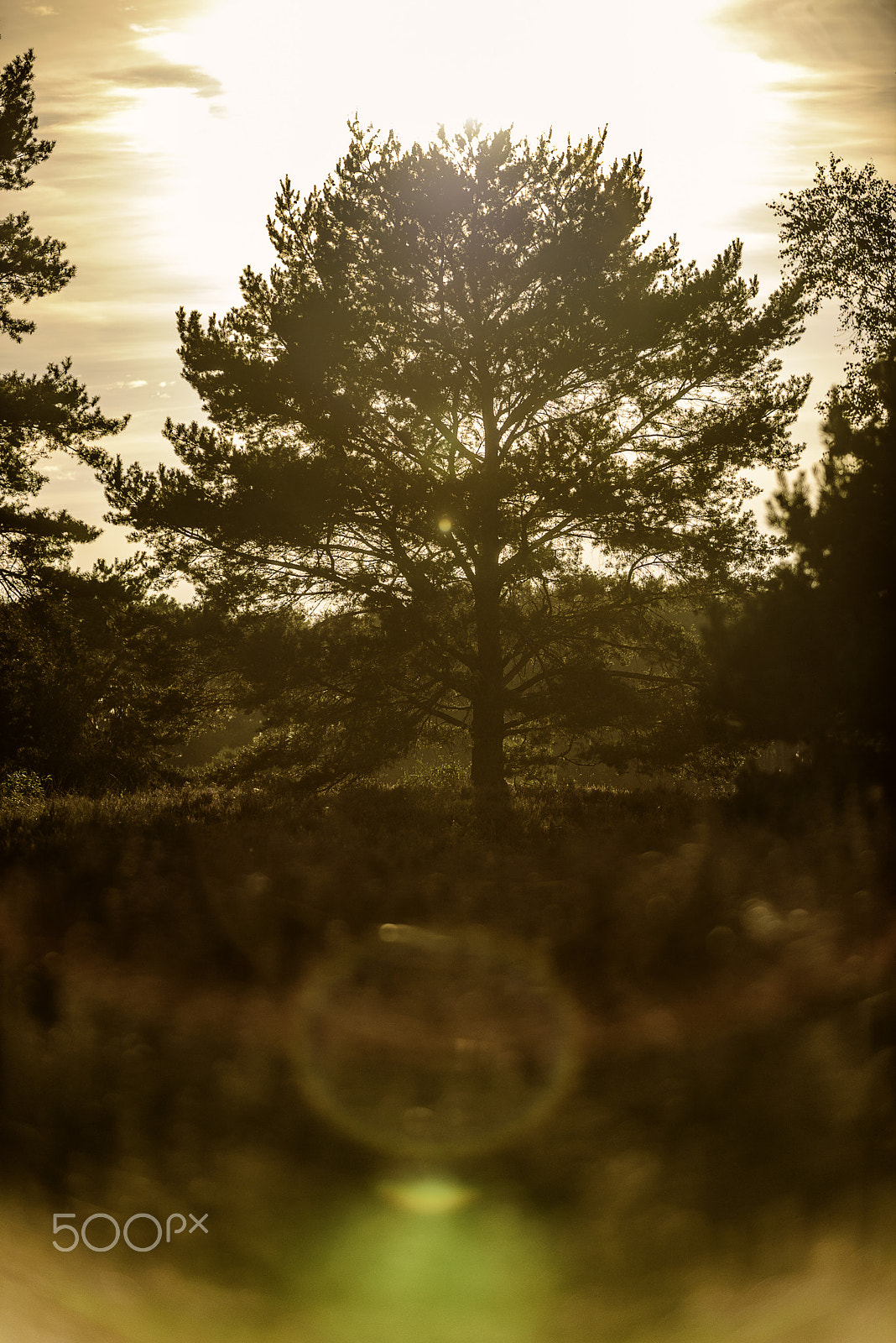 Nikon D800 sample photo. Sundown tree photography