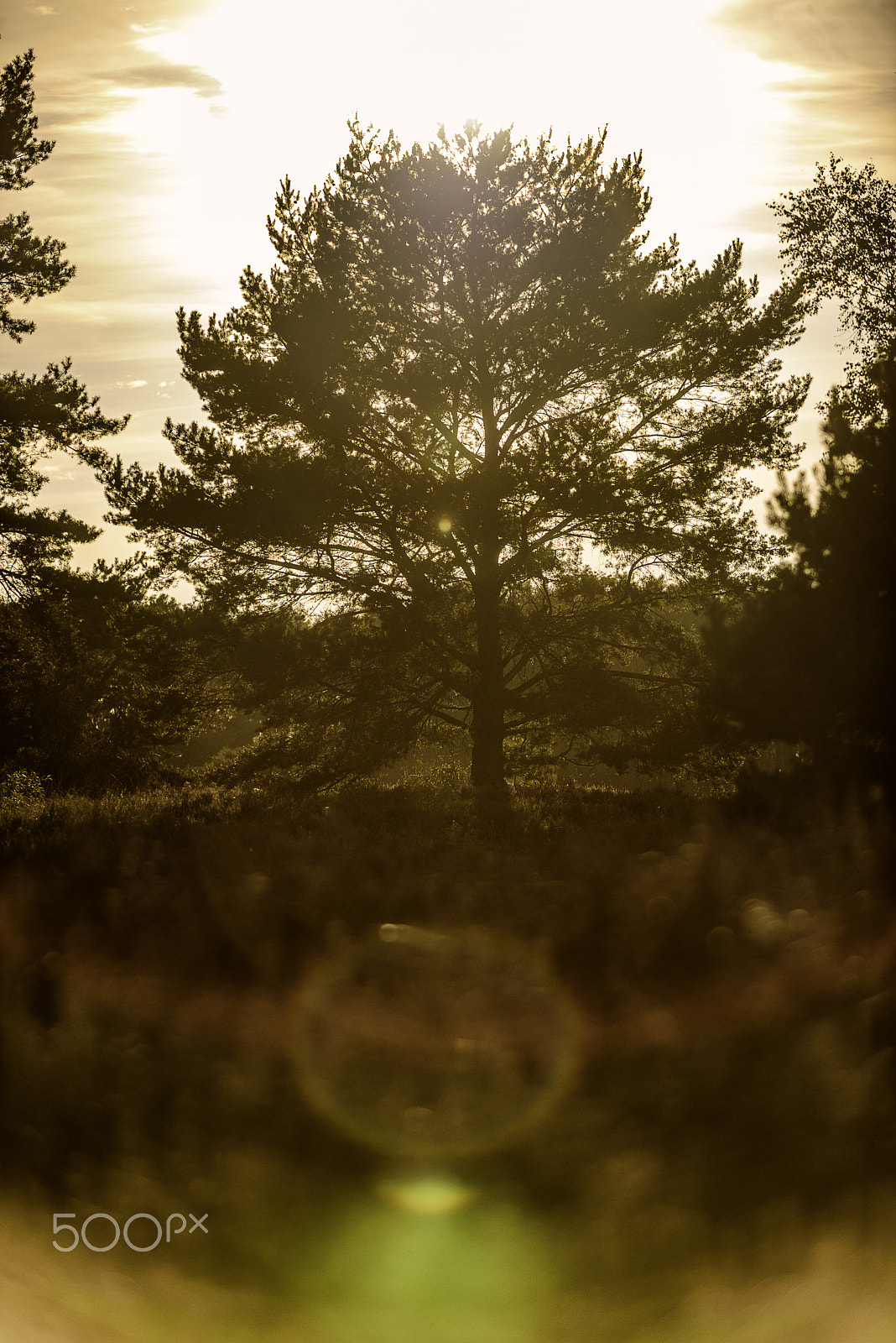 AF-S Zoom-Nikkor 80-200mm f/2.8D IF-ED sample photo. Sundown tree photography