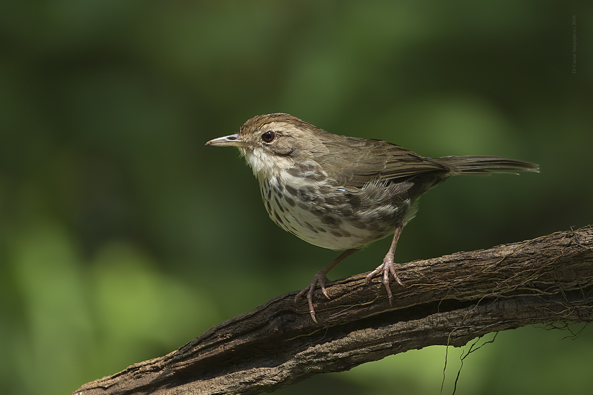 Canon EF 500mm F4L IS USM sample photo. Puff throated babbler photography