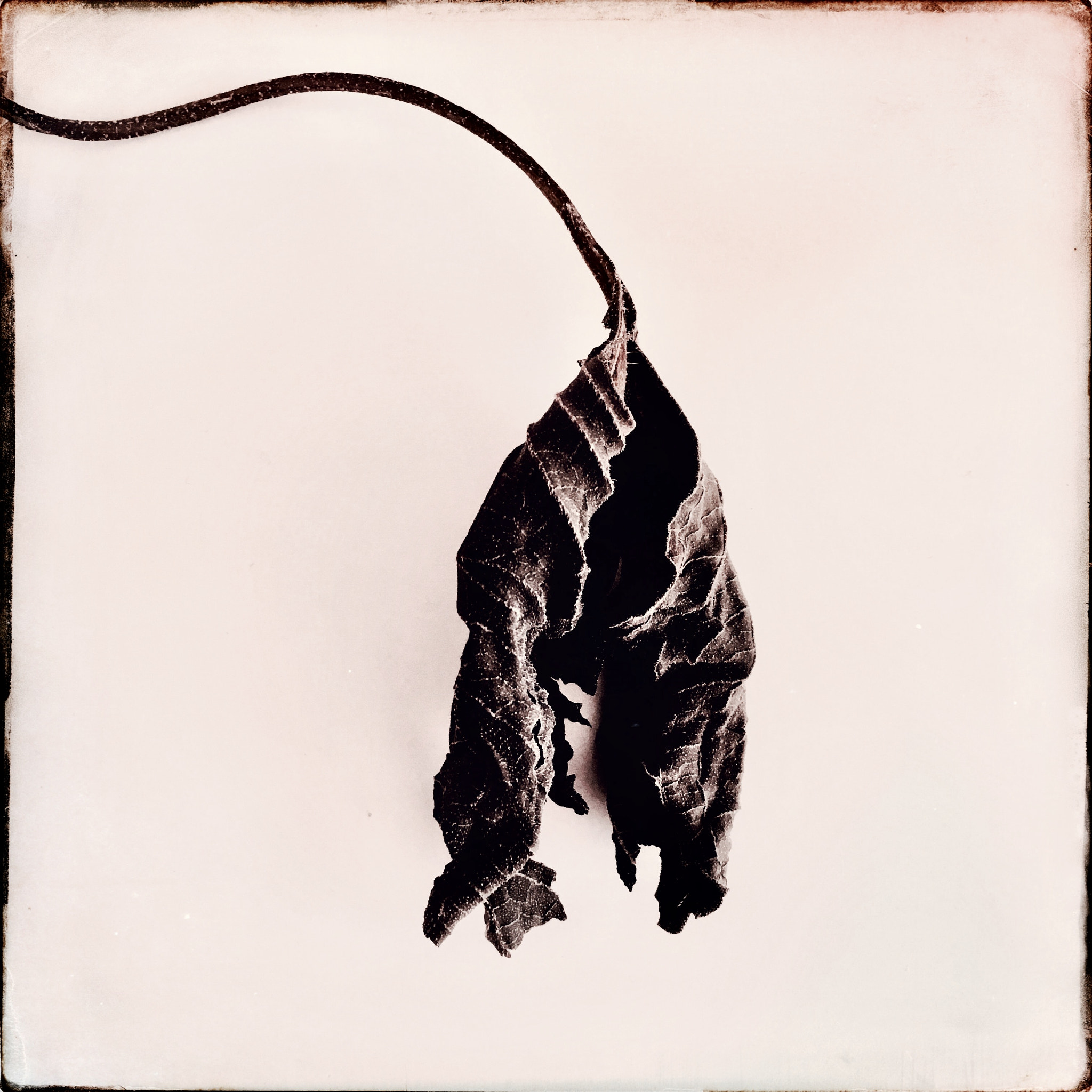 Hipstamatic 322 sample photo. Dry leaf photography