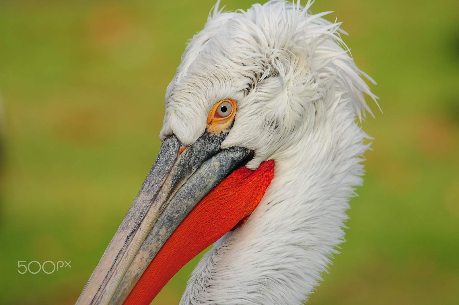 Nikon D300 sample photo. Pelican eye photography
