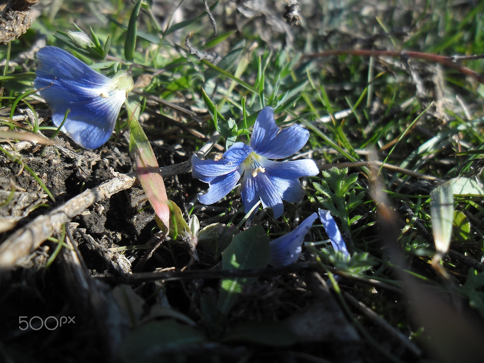 Samsung ES90/ ES91 sample photo. Blue flower in a field... photography