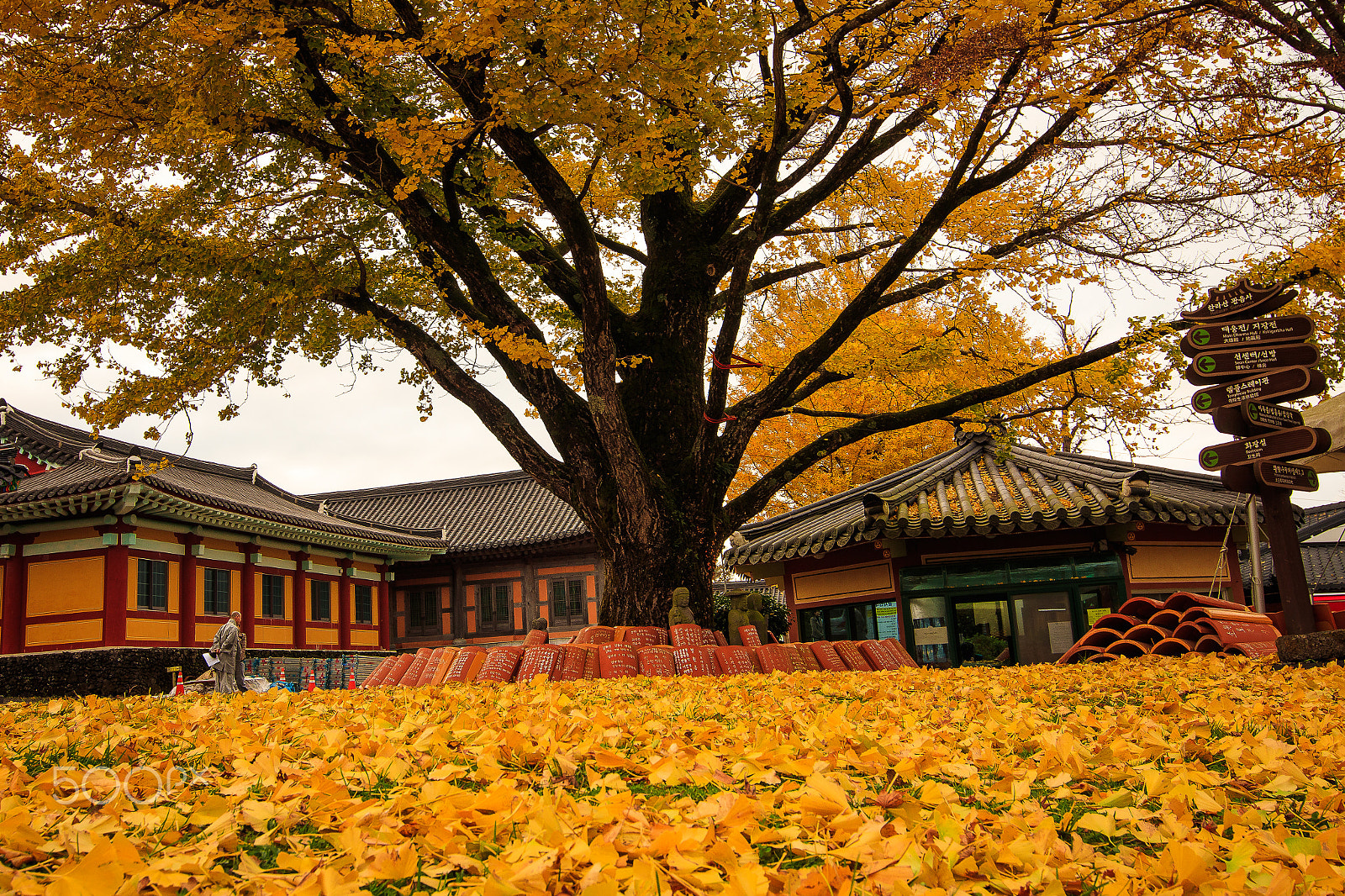 Canon EOS 80D sample photo. Yellow autumn in jeju,korea photography