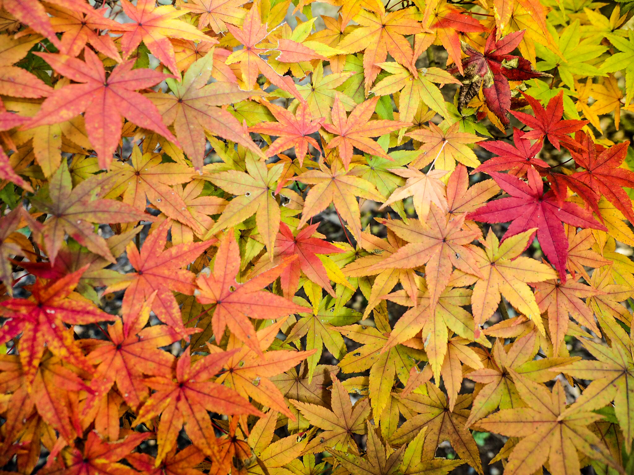 Olympus OM-D E-M1 sample photo. Autumn color gradation photography