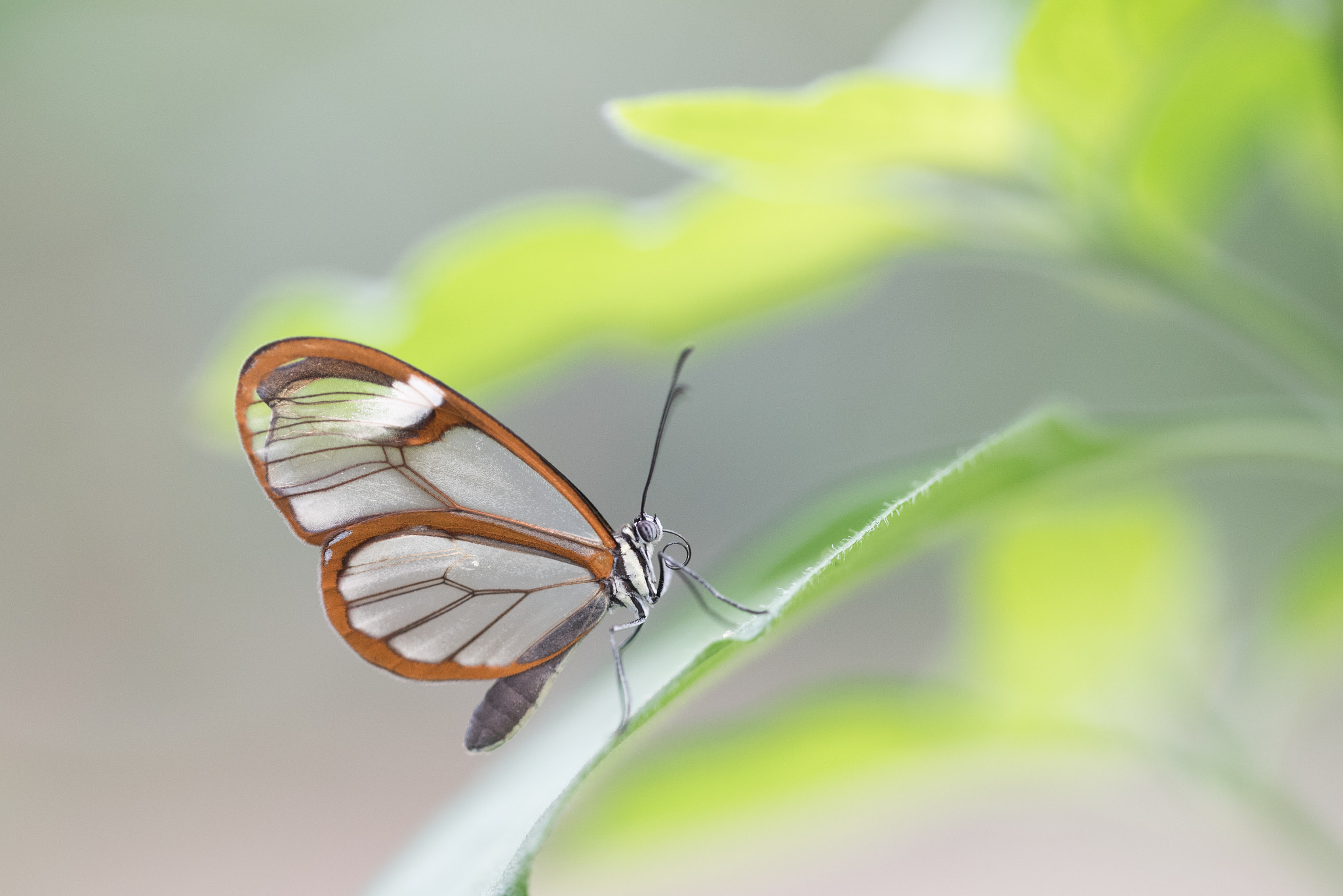 Sigma 150mm F2.8 EX DG OS Macro HSM sample photo. Greta oto photography