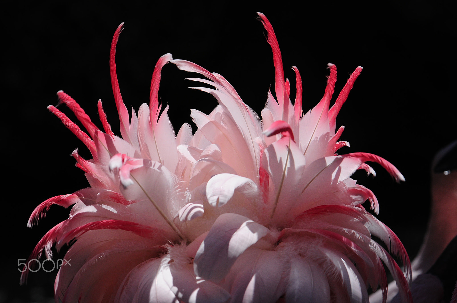 Nikon D300 sample photo. Pink feather photography