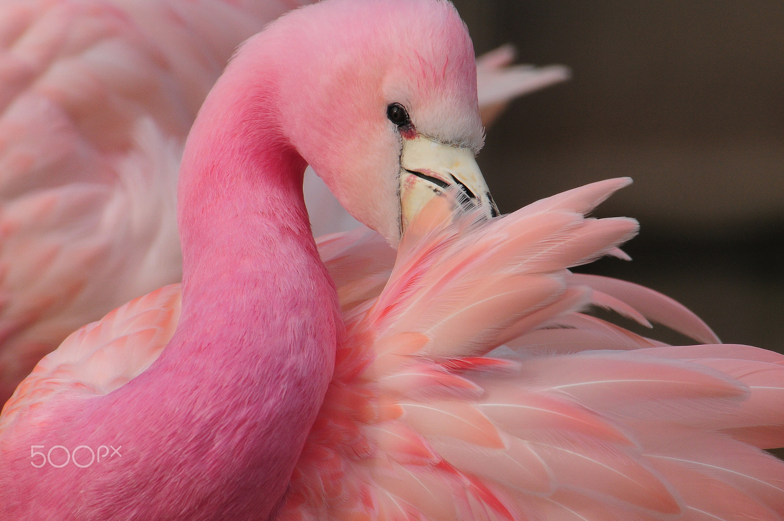 Nikon D300 sample photo. Pink lady photography
