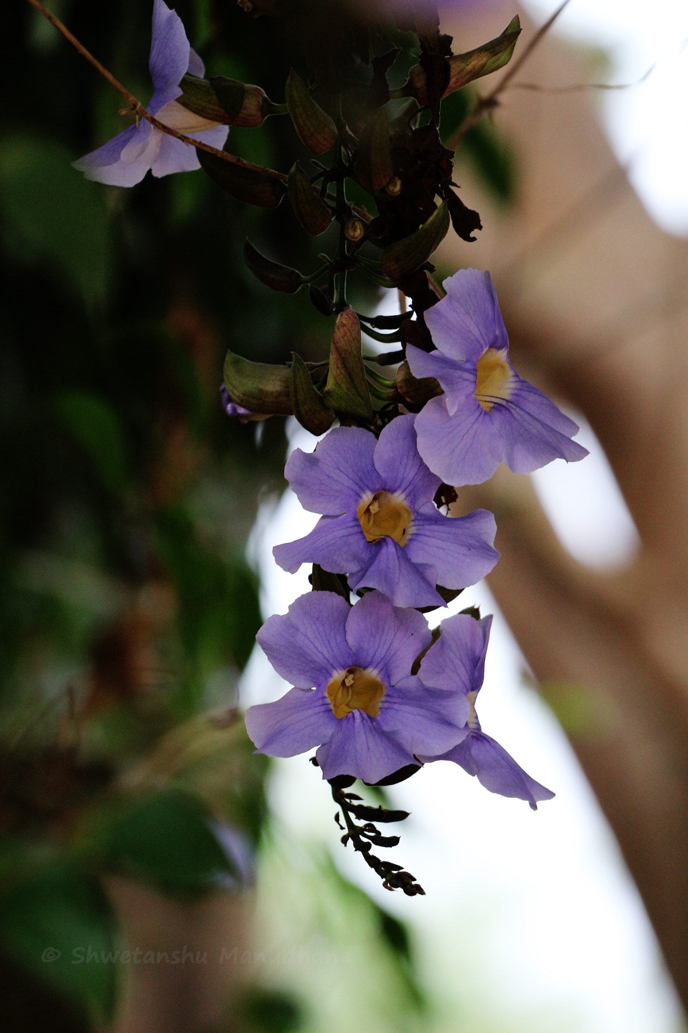 Canon EOS 700D (EOS Rebel T5i / EOS Kiss X7i) + Canon EF 70-200mm F4L USM sample photo. Lavender flowers photography