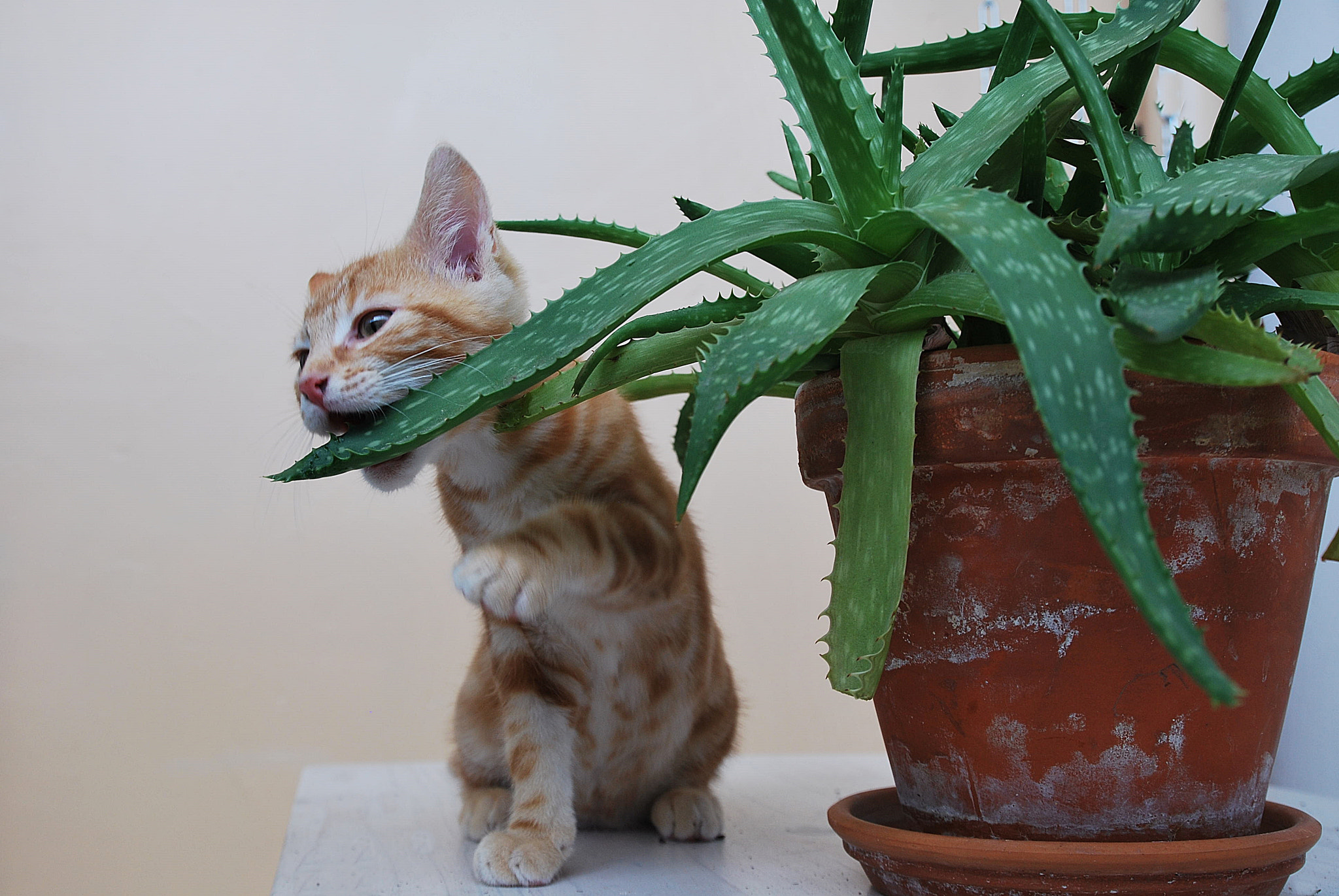 Nikon D60 sample photo. Tiny wildcat photography