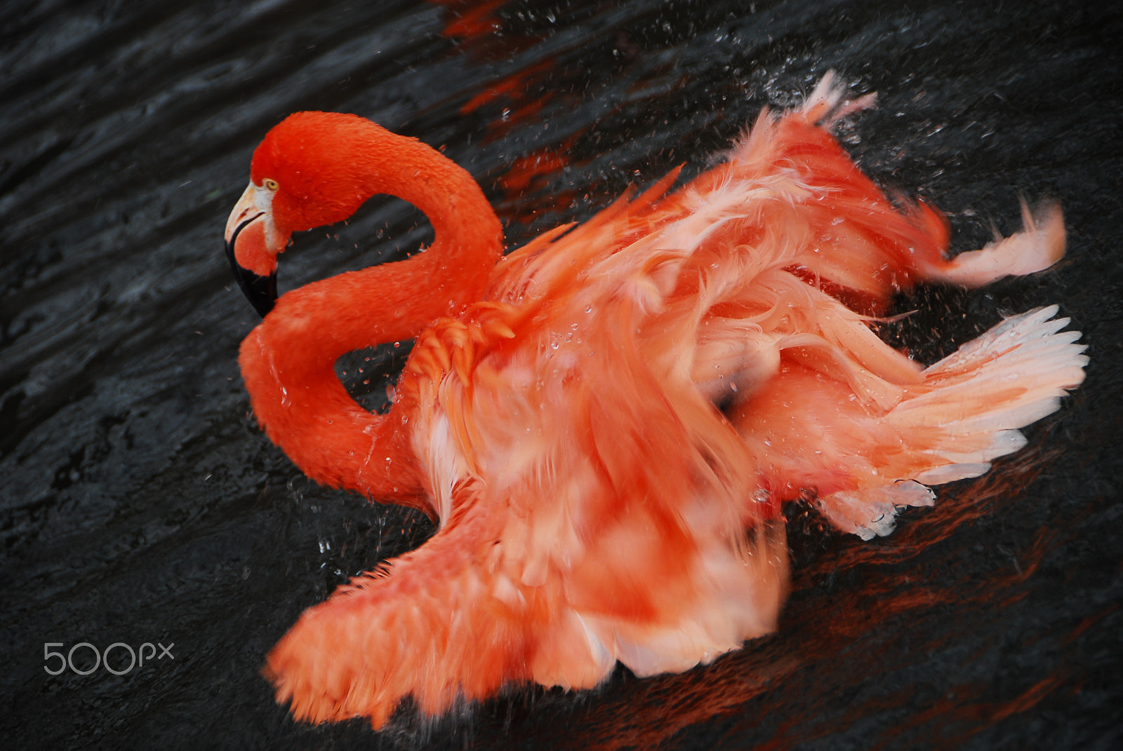 Nikon D200 sample photo. Flamingo - dance photography