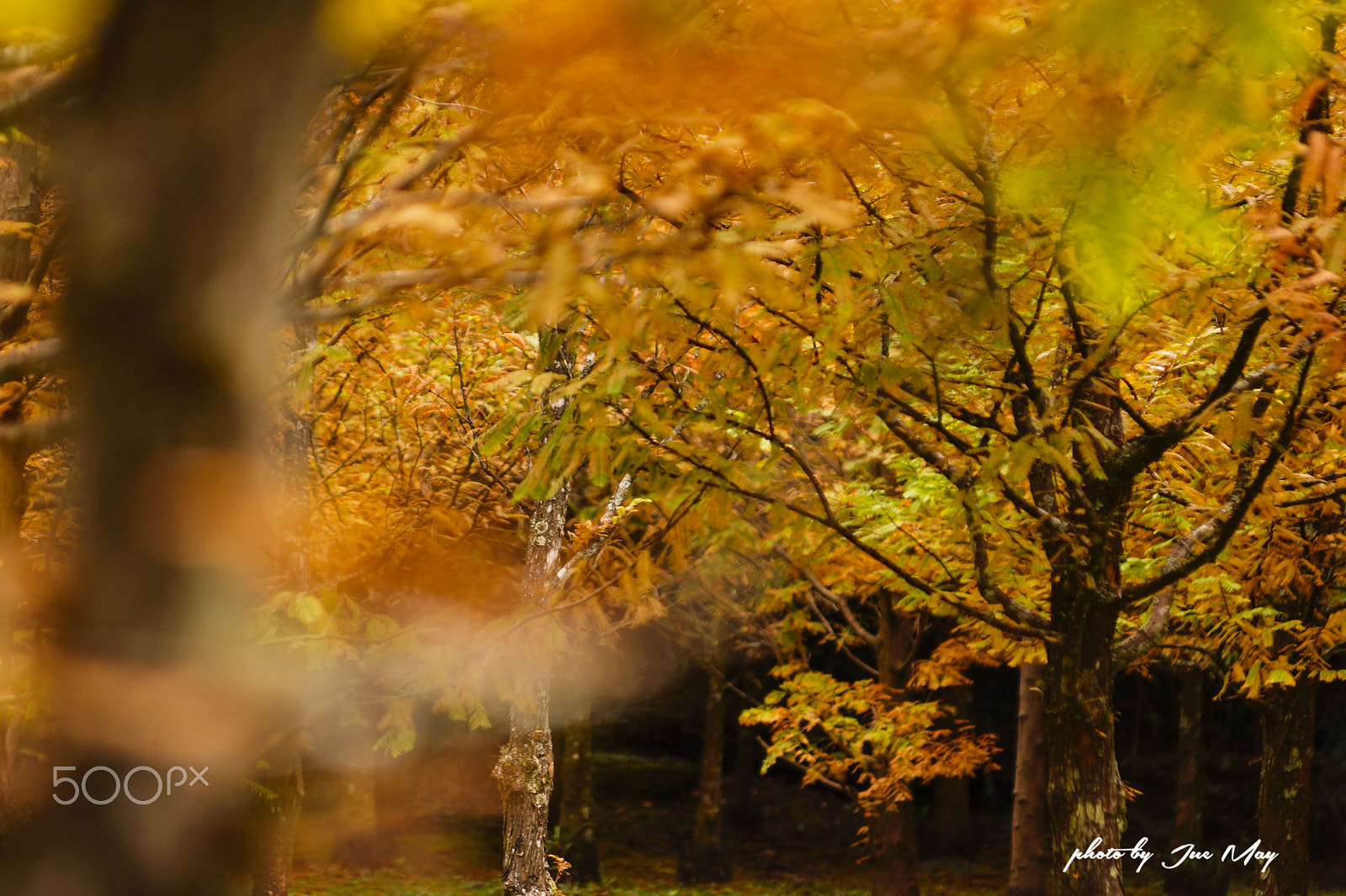 Sony SLT-A77 sample photo. 轉紅的落雨松 photography