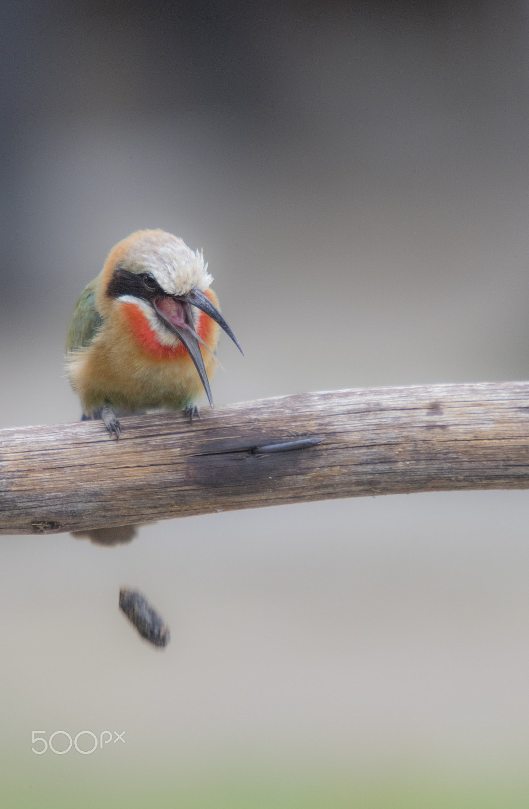 Canon EF 70-200mm F2.8L USM sample photo. Eject photography