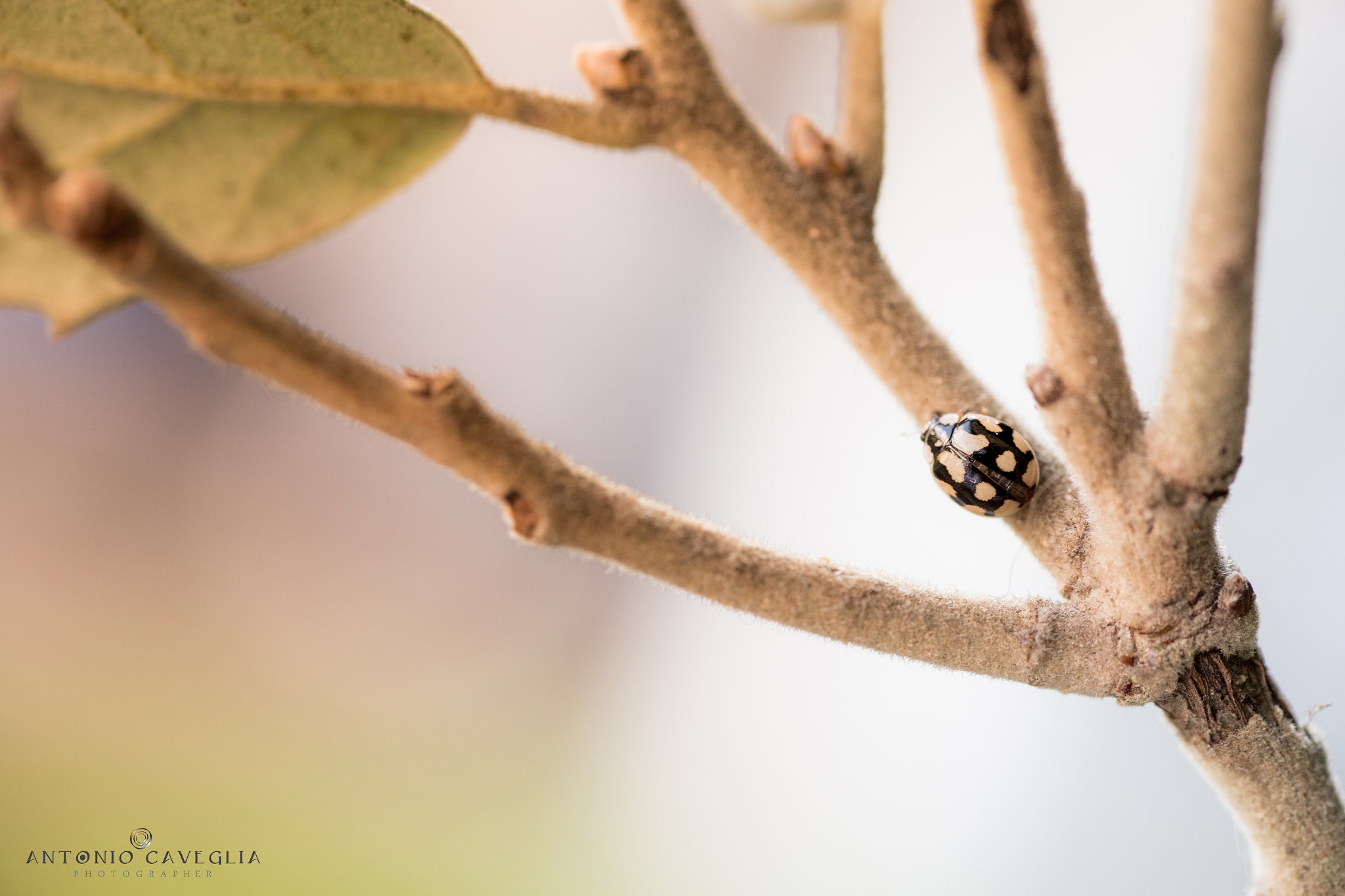 Canon EOS 6D + Tamron SP AF 90mm F2.8 Di Macro sample photo. La salita photography
