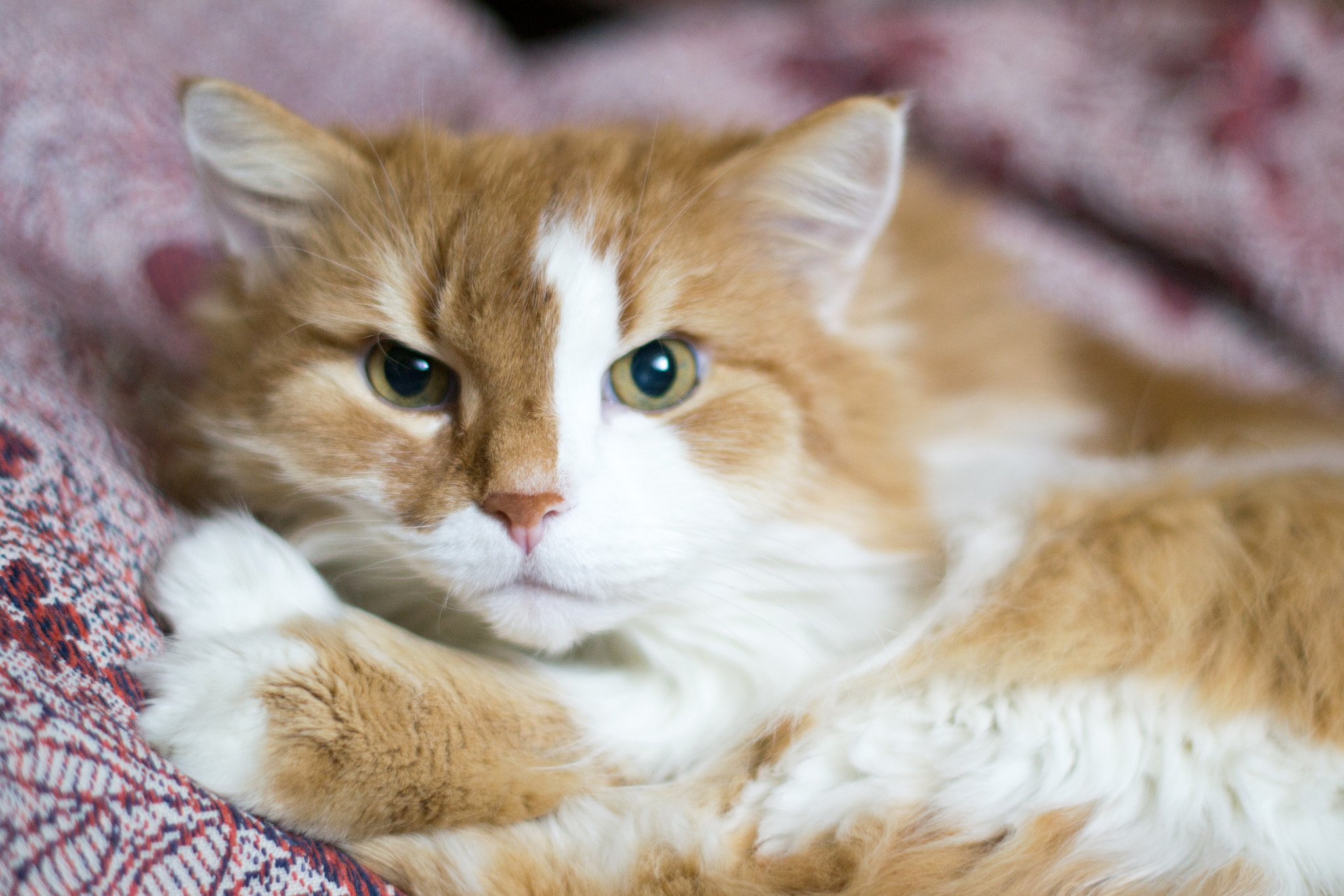 Nikon D3100 + Nikon AF-S Nikkor 50mm F1.4G sample photo. Awakening photography