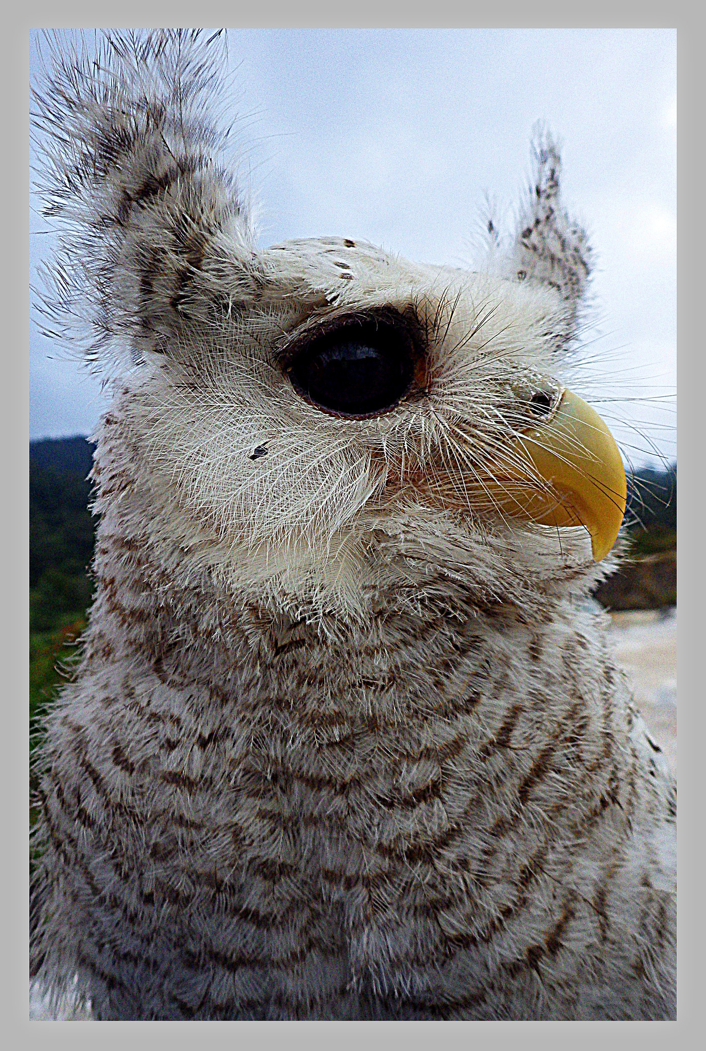 Ricoh WG-4 sample photo. White owl photography