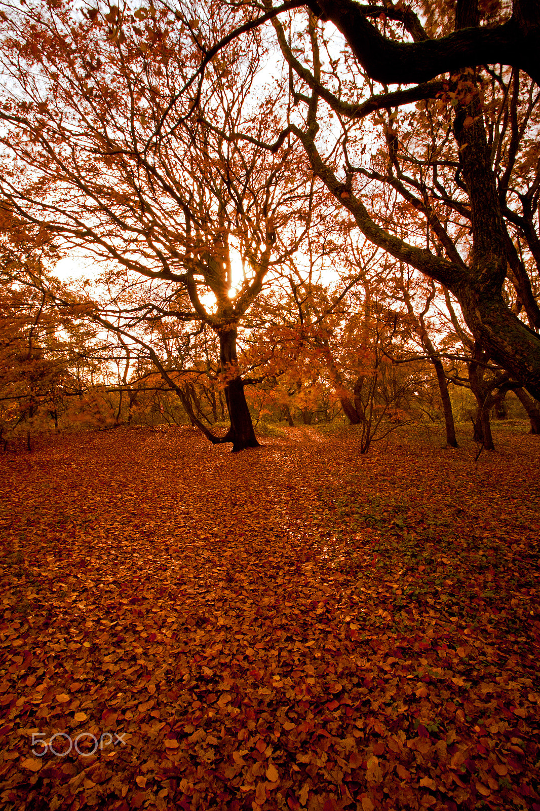 Canon EOS 400D (EOS Digital Rebel XTi / EOS Kiss Digital X) sample photo. Autumn tree photography