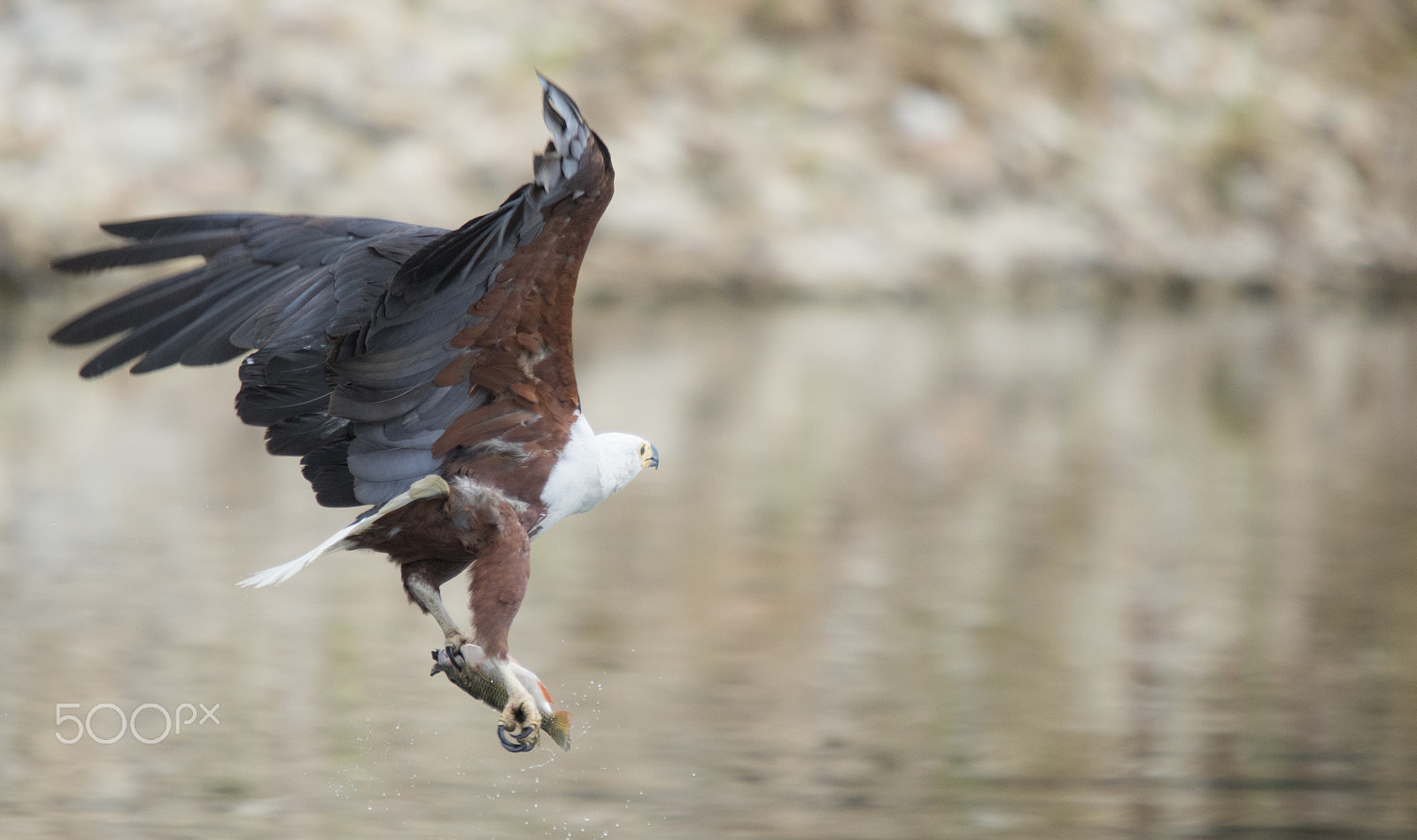 Canon EF 70-200mm F2.8L USM sample photo. Catch of the day photography
