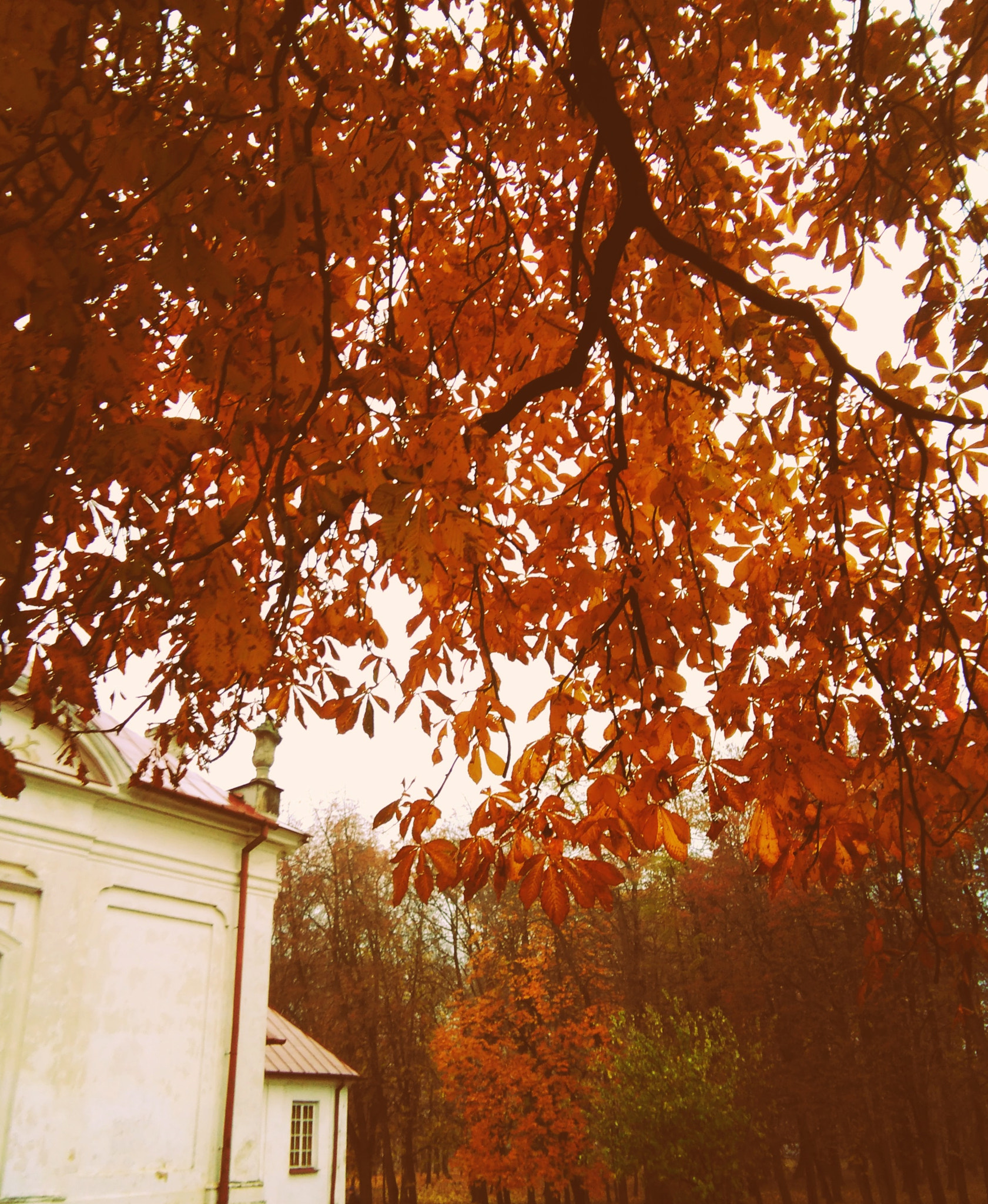 HUAWEI G620S-L01 sample photo. Autumn photography