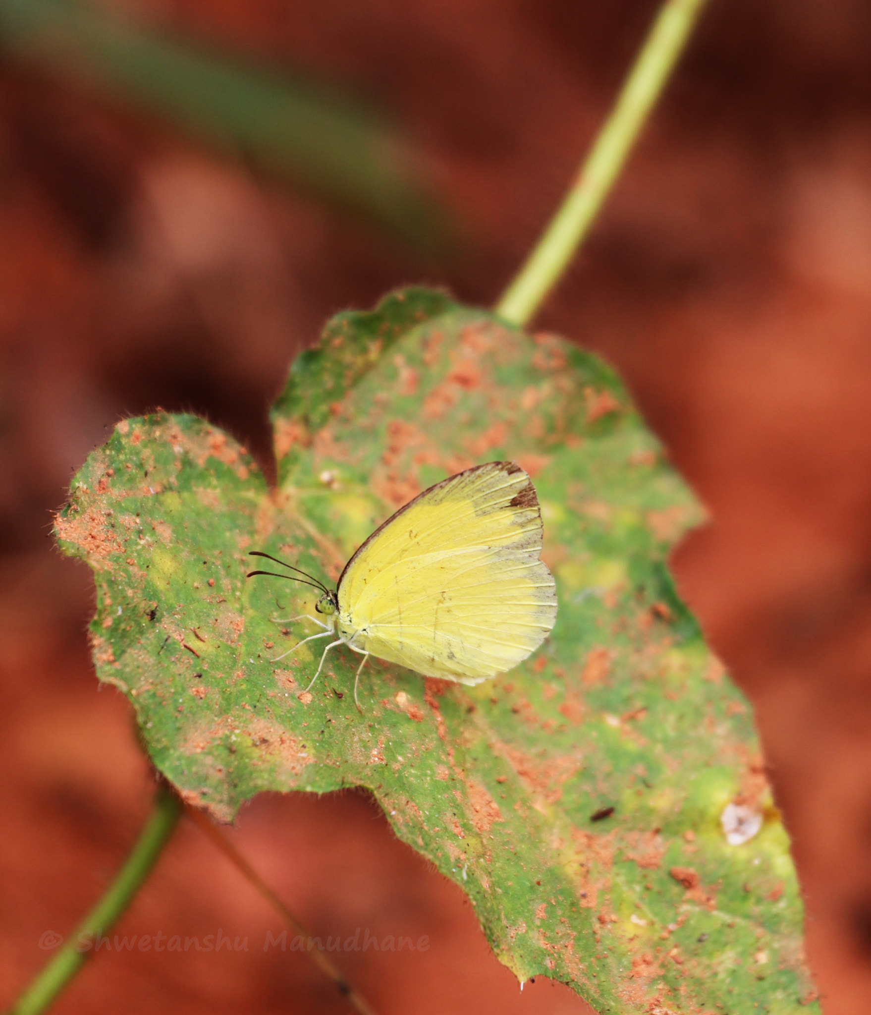 Canon EOS 700D (EOS Rebel T5i / EOS Kiss X7i) + Canon EF 70-200mm F4L USM sample photo. Butterfly photography
