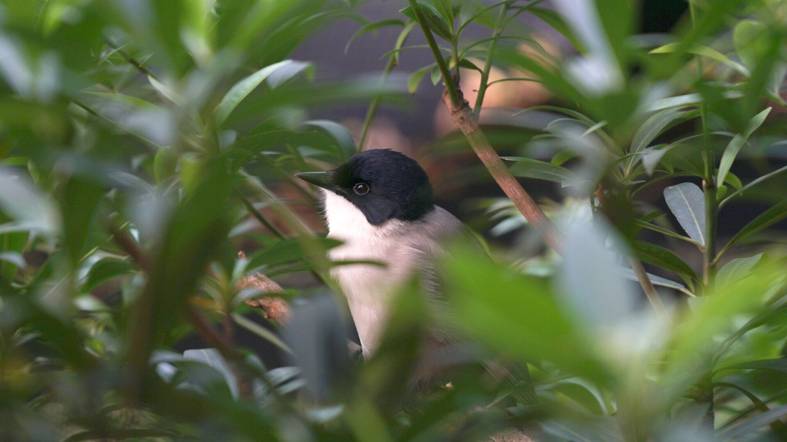 Sony a6300 + Sony FE 70-200mm F4 G OSS sample photo. Blue vanga-hypsipetes madagascariensis photography