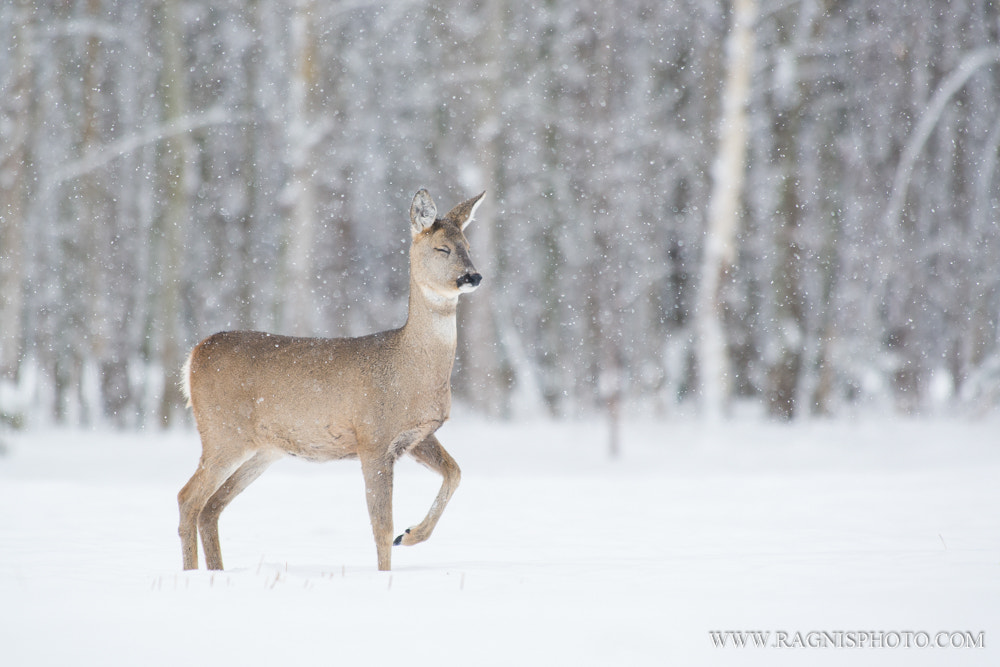 Nikon AF-S Nikkor 300mm F2.8G ED VR II sample photo. Enjoying photography