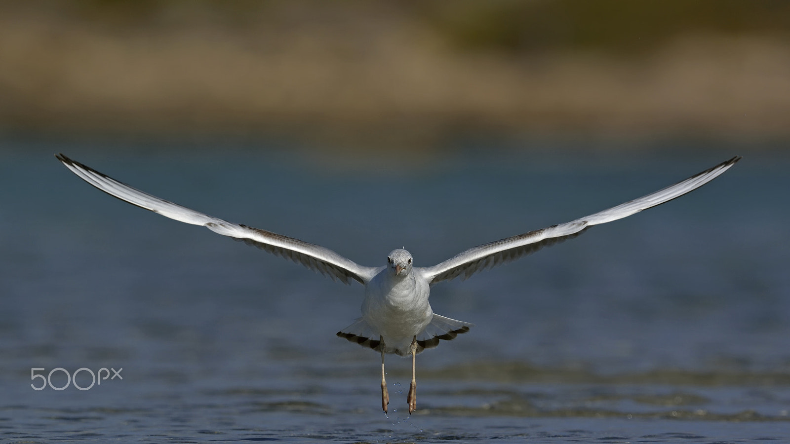 Nikon D7100 sample photo. Slender-billed gull flight photography