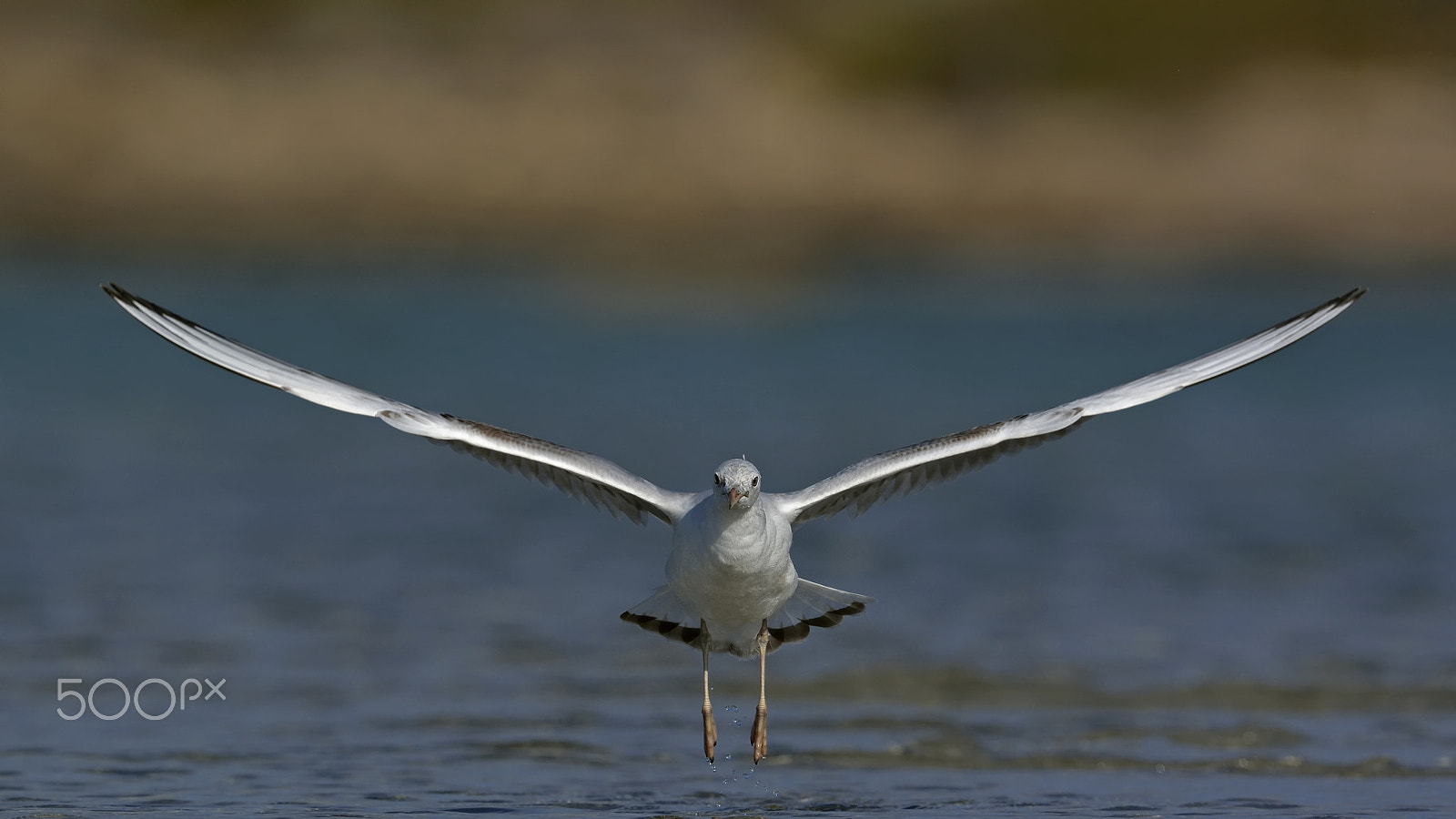 Nikon D7100 + Nikon AF-S Nikkor 500mm F4G ED VR sample photo. Slender-billed gull flight photography