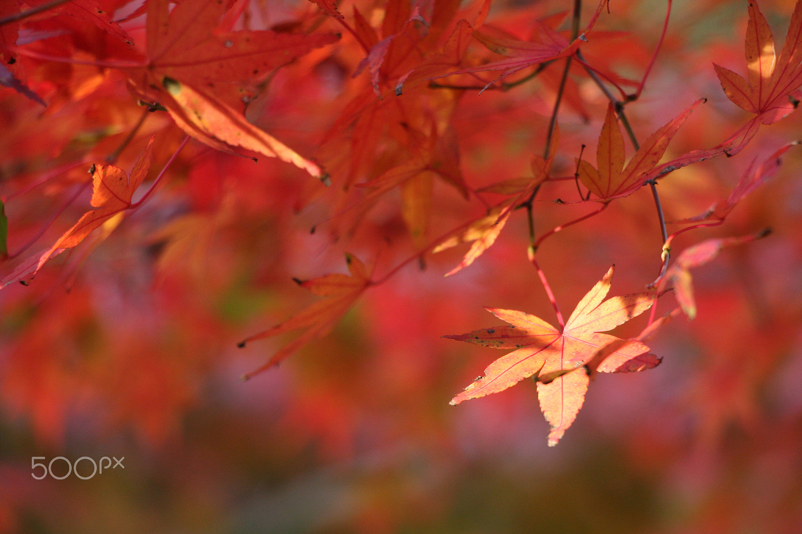 Canon EOS 40D sample photo. Color del otoño photography