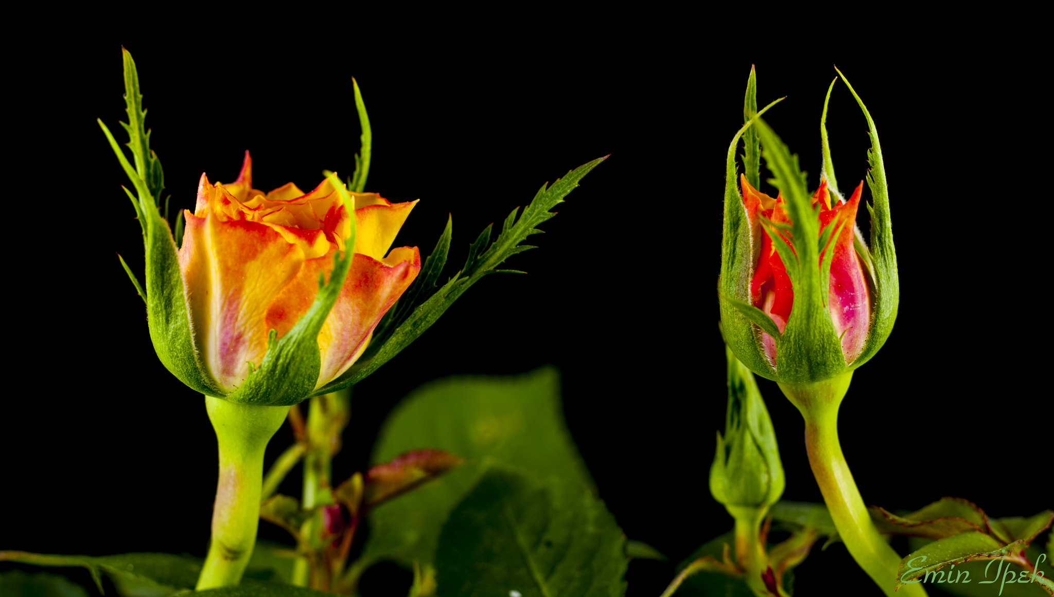 Canon EOS 40D + Canon EF 50mm F1.8 STM sample photo. Roses photography