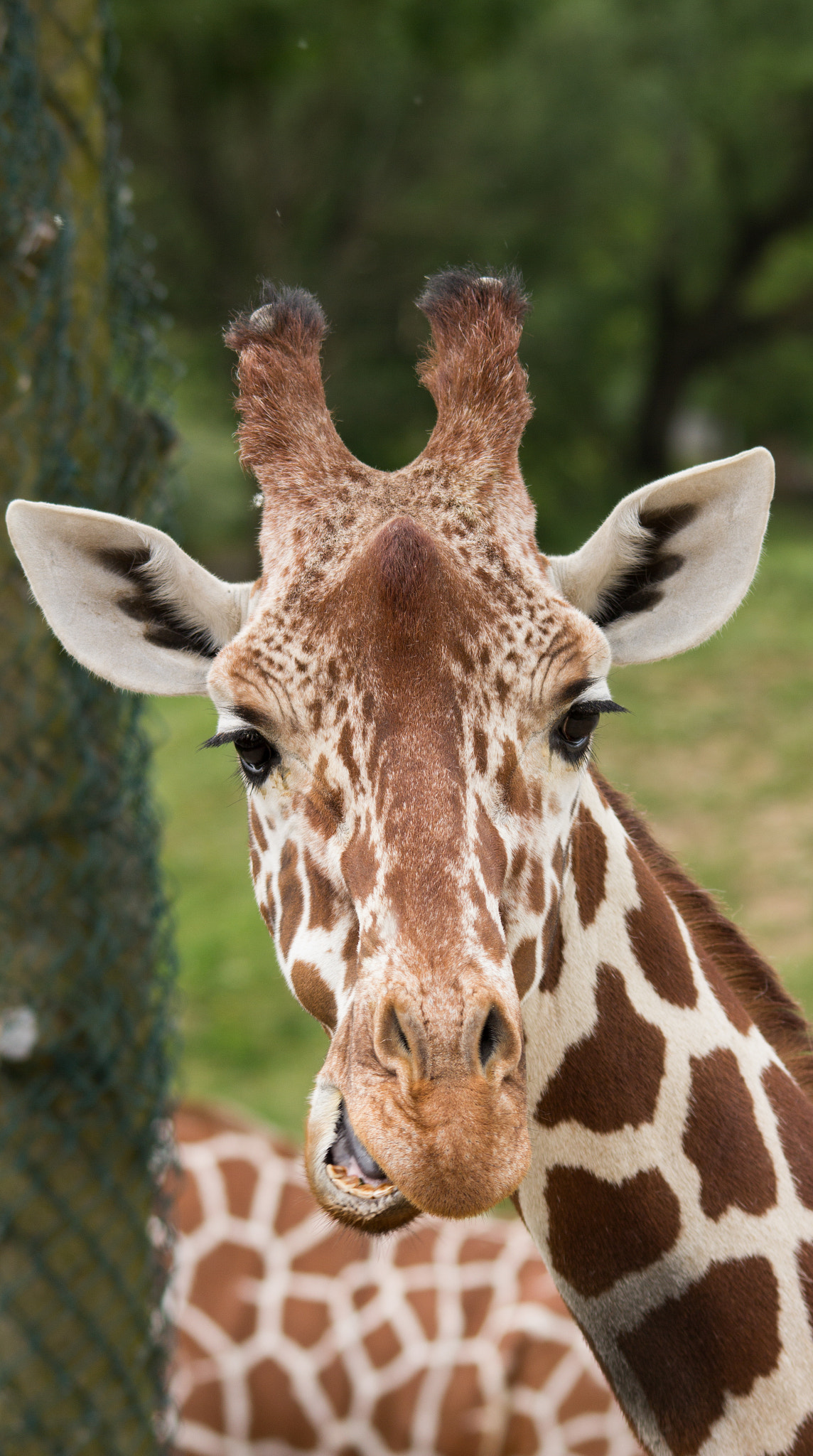 Sigma 150-500mm F5-6.3 DG OS HSM sample photo. Giraffe photography