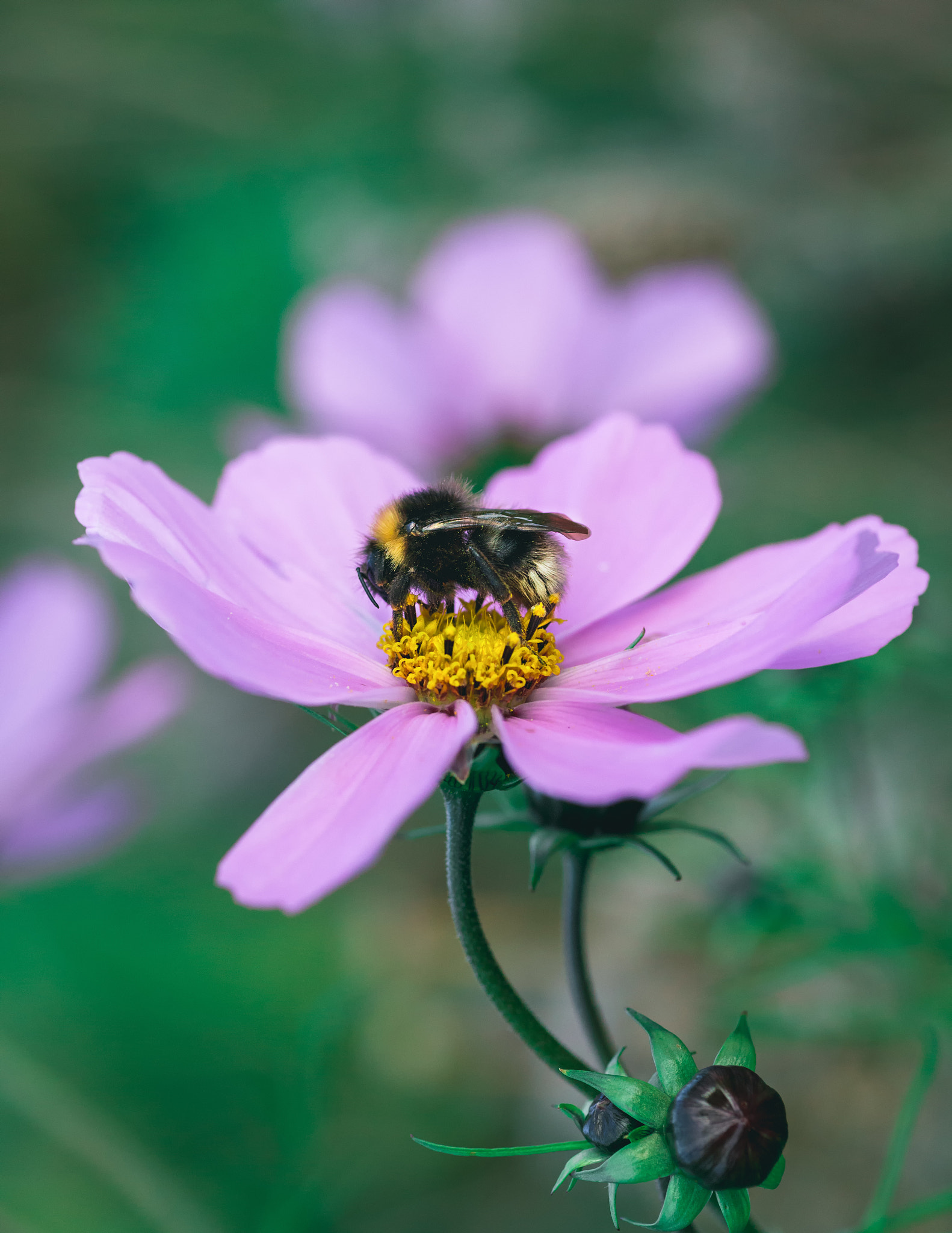 Canon EOS 6D + Tamron SP AF 90mm F2.8 Di Macro sample photo. Zen photography