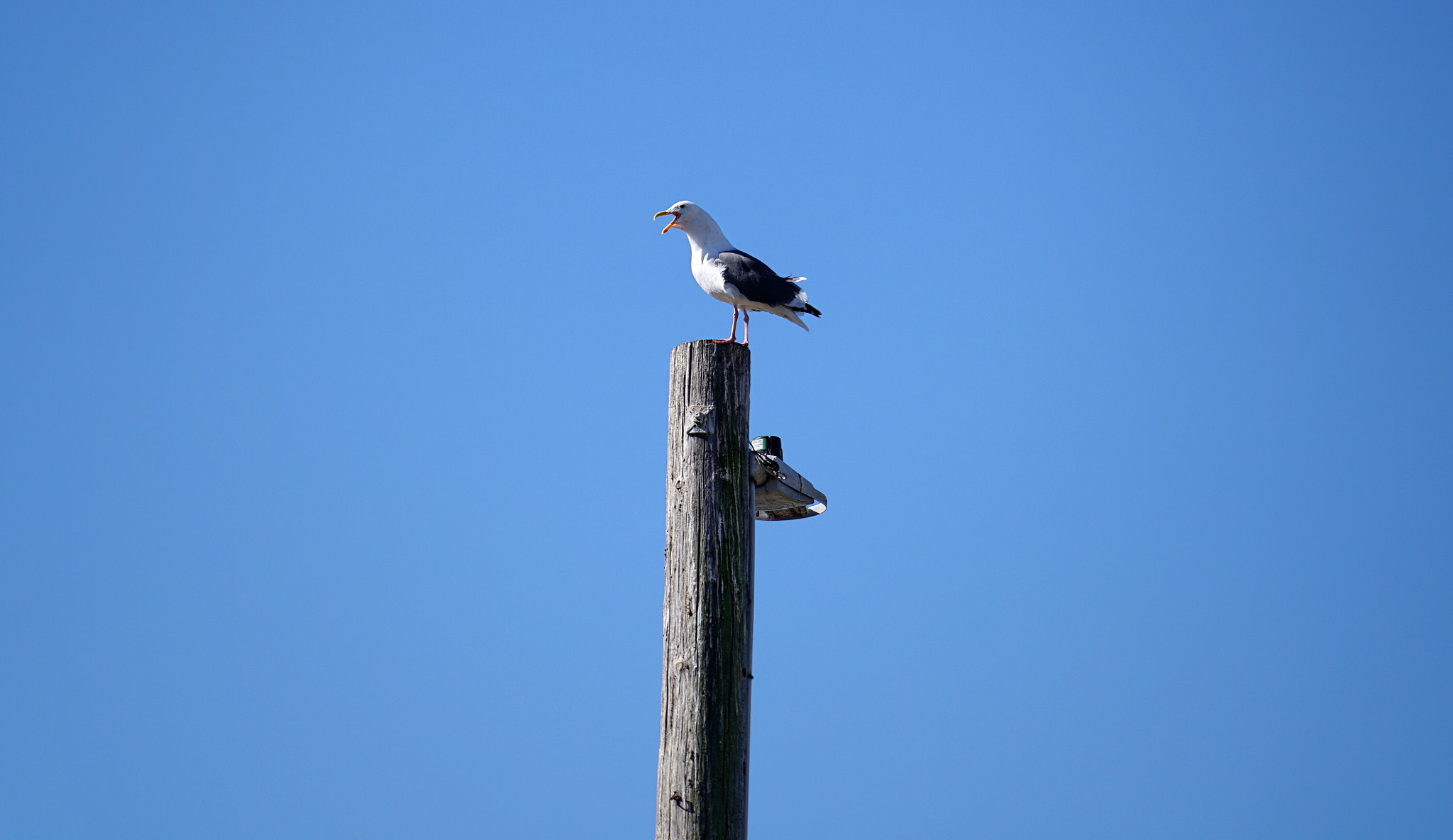 Sony FE 70-200mm F4 G OSS sample photo