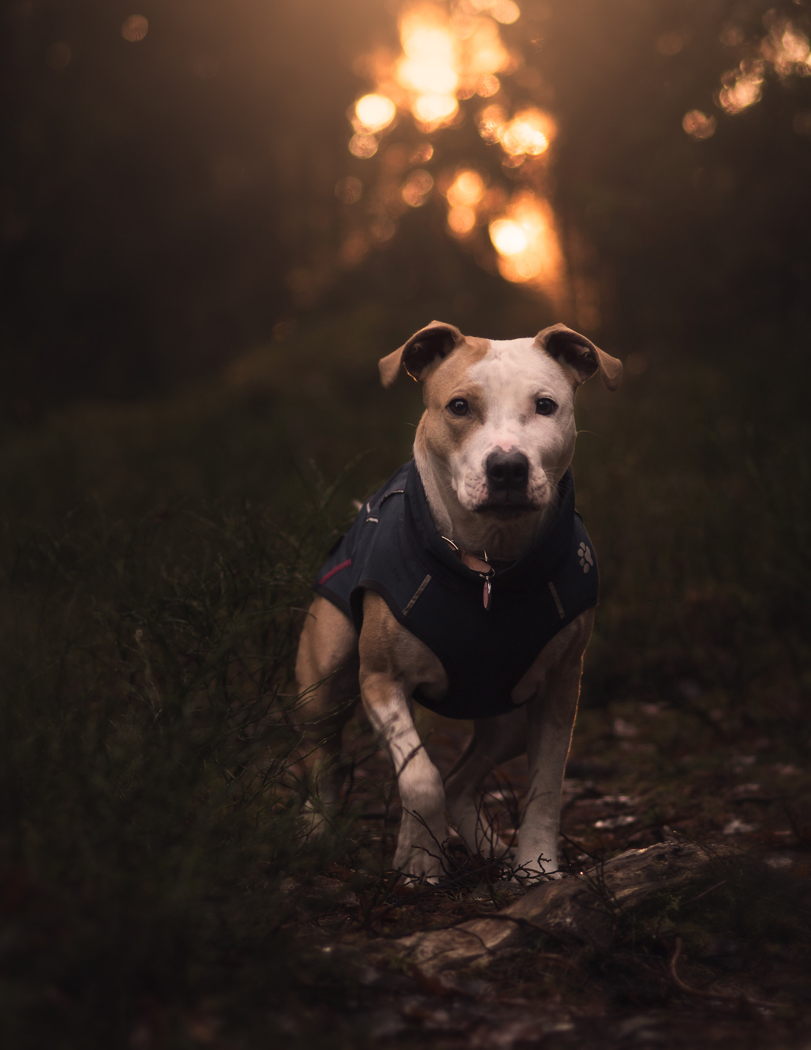 Sony 85mm F2.8 SAM sample photo