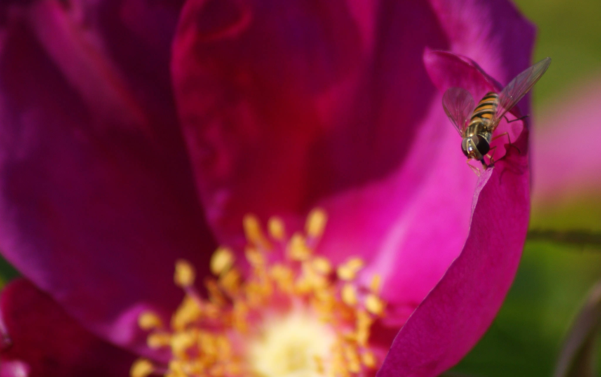 Sony 75-300mm F4.5-5.6 sample photo. Dinner for one photography