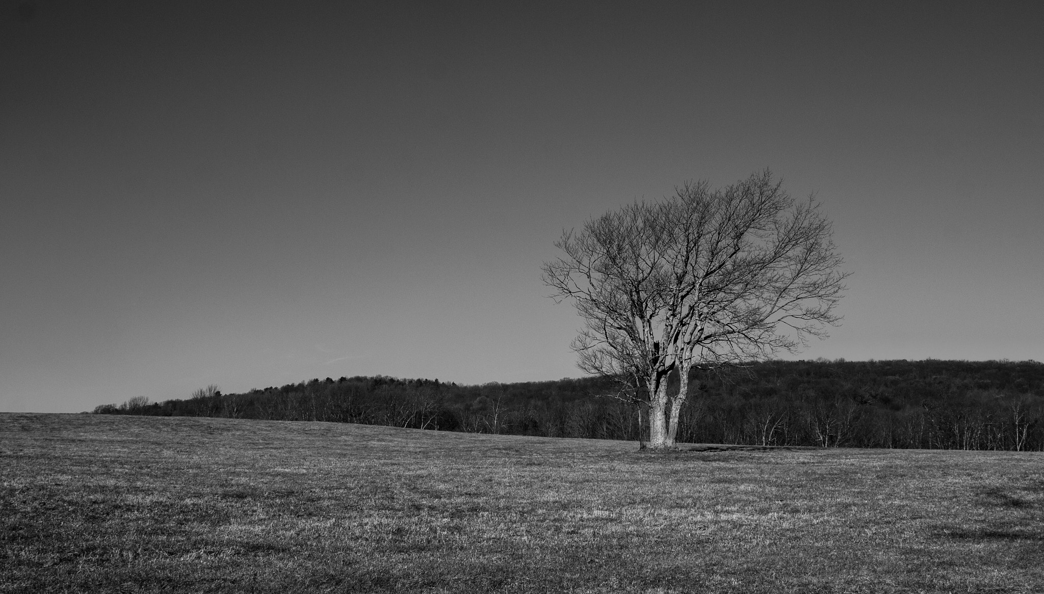 Canon EF 28-80mm f/3.5-5.6 USM sample photo. Standing in an open field photography